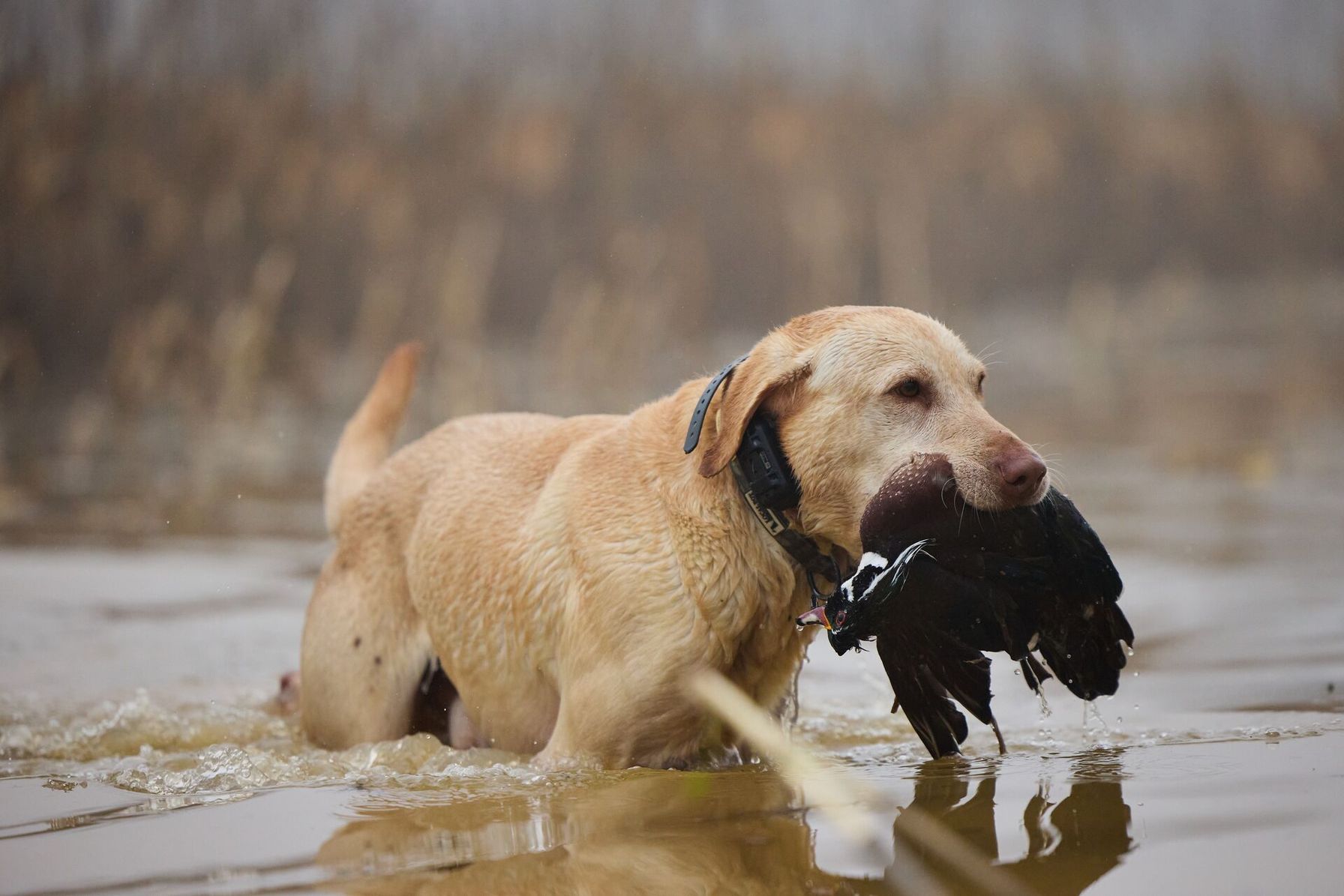 Dog in the water carrying waterfowl during hunt, duck hunting season concept.