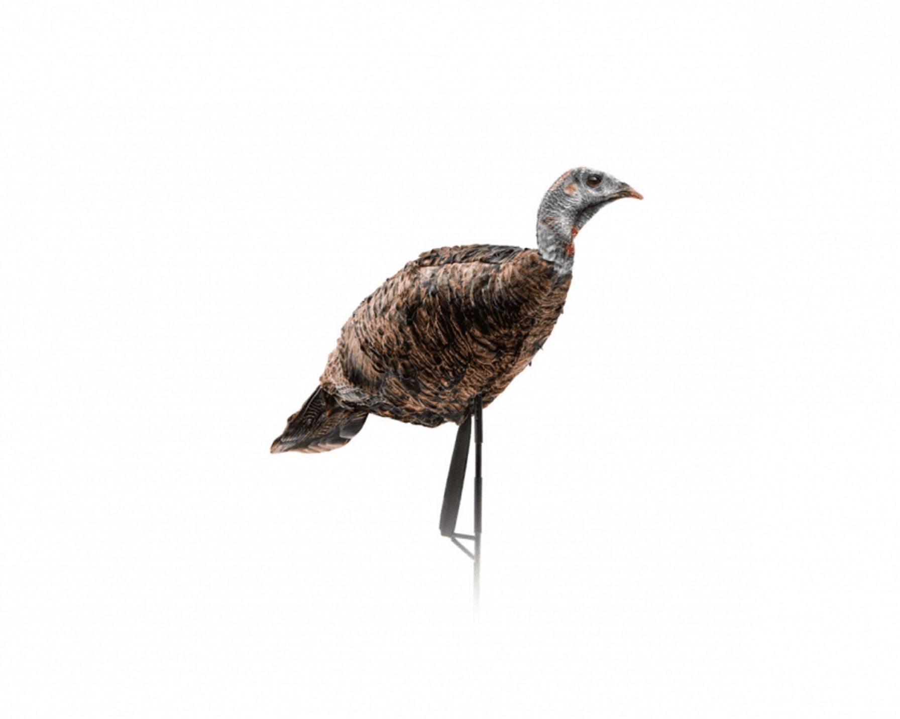 Montana Decoy MissPurrfect XS Turkey Hen, best turkey decoys concept.