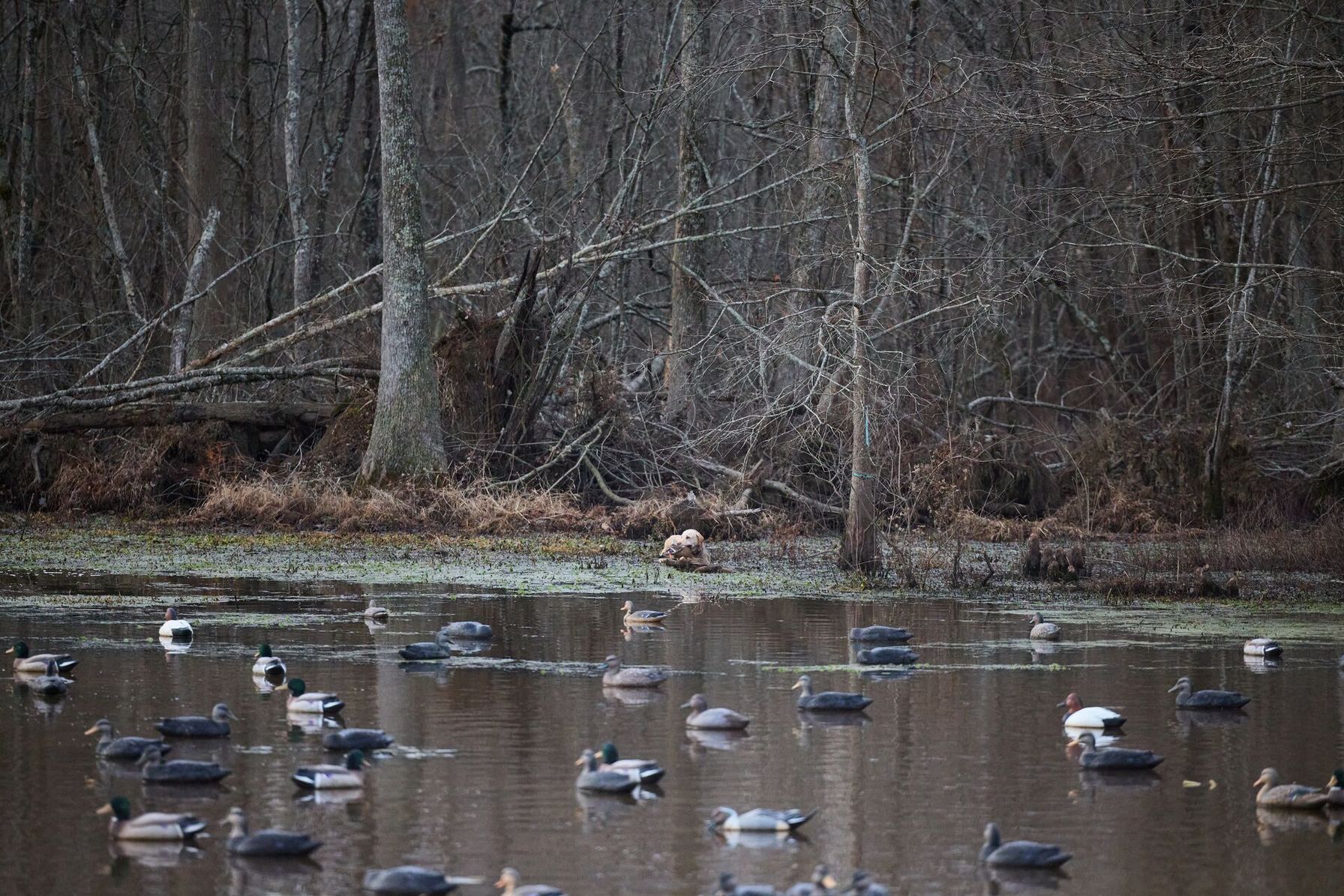 Duck decoys on the water, waterfowl hunting tips concept.