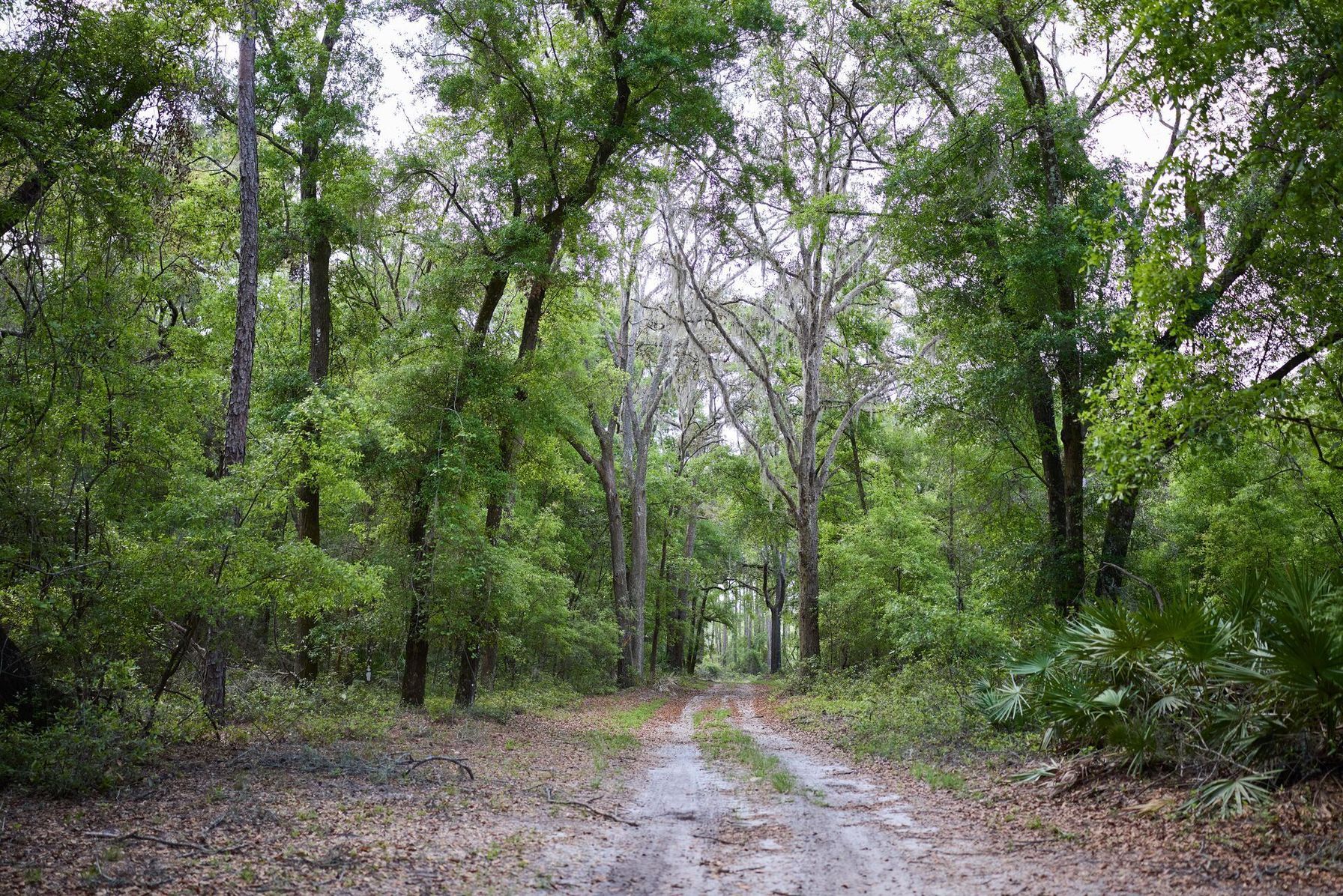 A dirt road in the woods, leave no trace hunting concept.