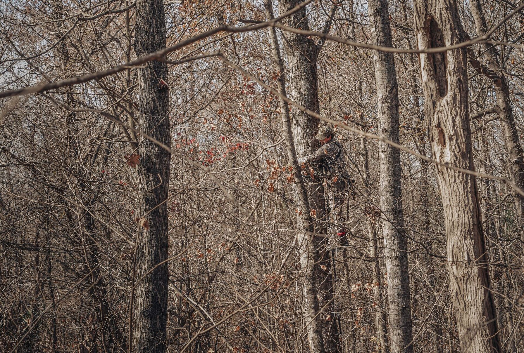 A hunter hangs a tree stand on a tree, hang on treestand vs climber concept.