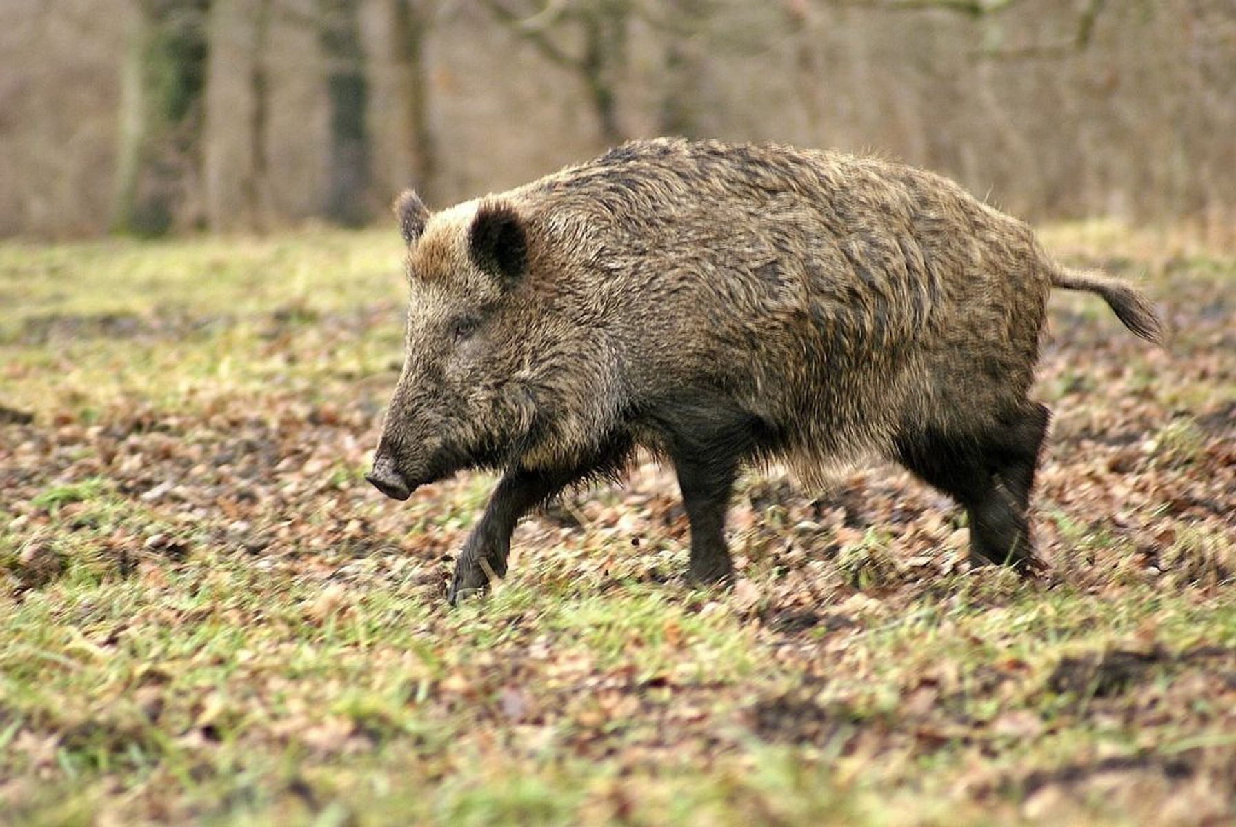 A wild hog walks through a field, what to hunt in the spring concept.