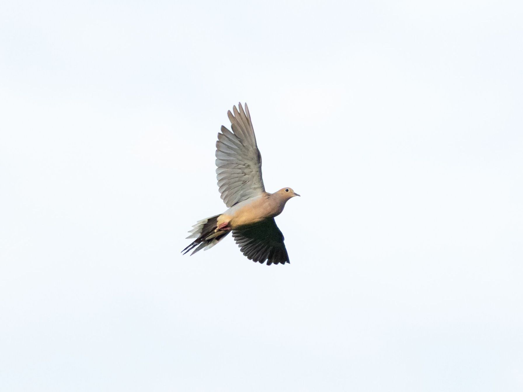 Dove in flight against the sky, dove season Georgia concept.
