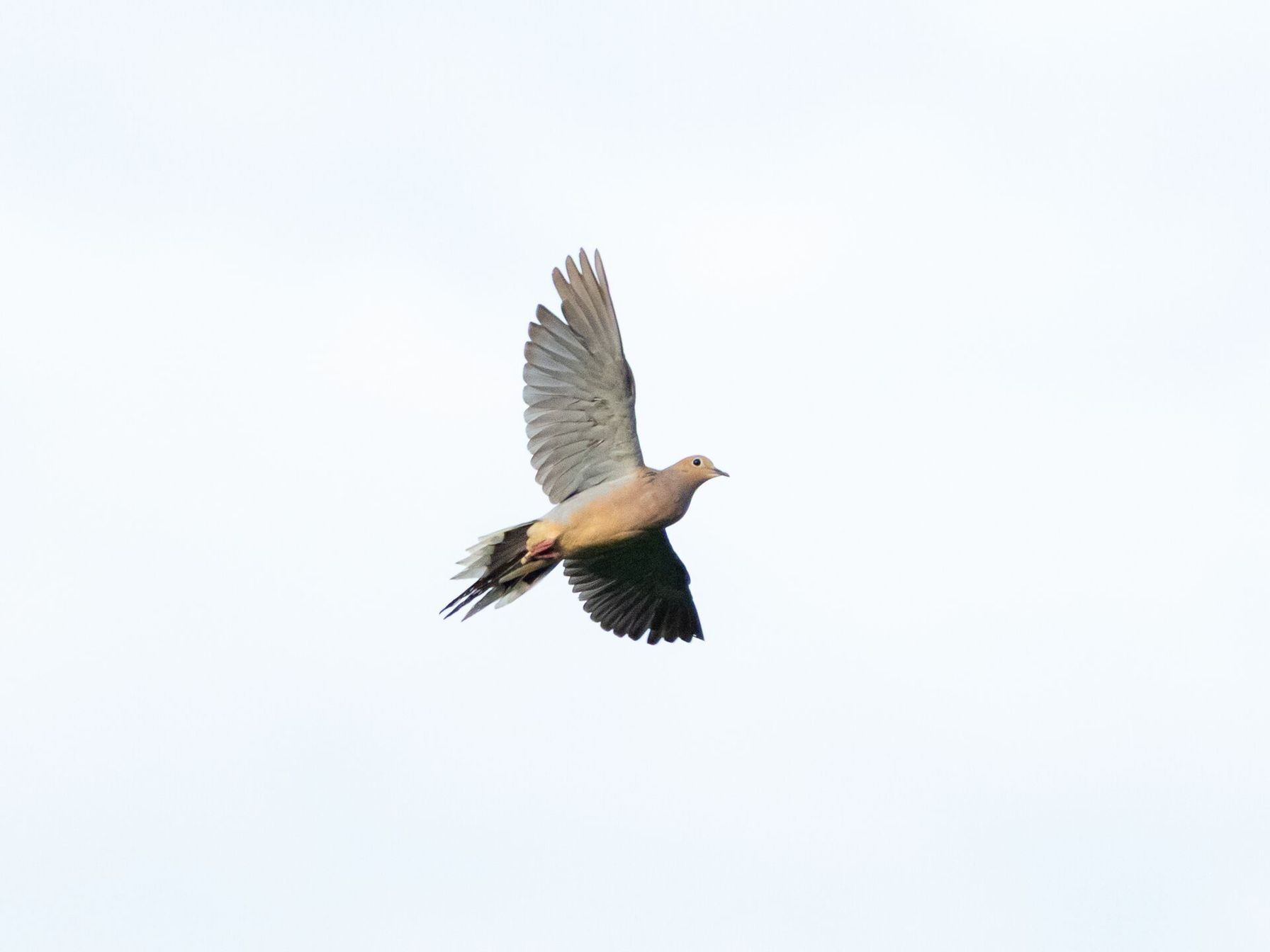 Dove in flight against the sky, dove season Georgia concept.