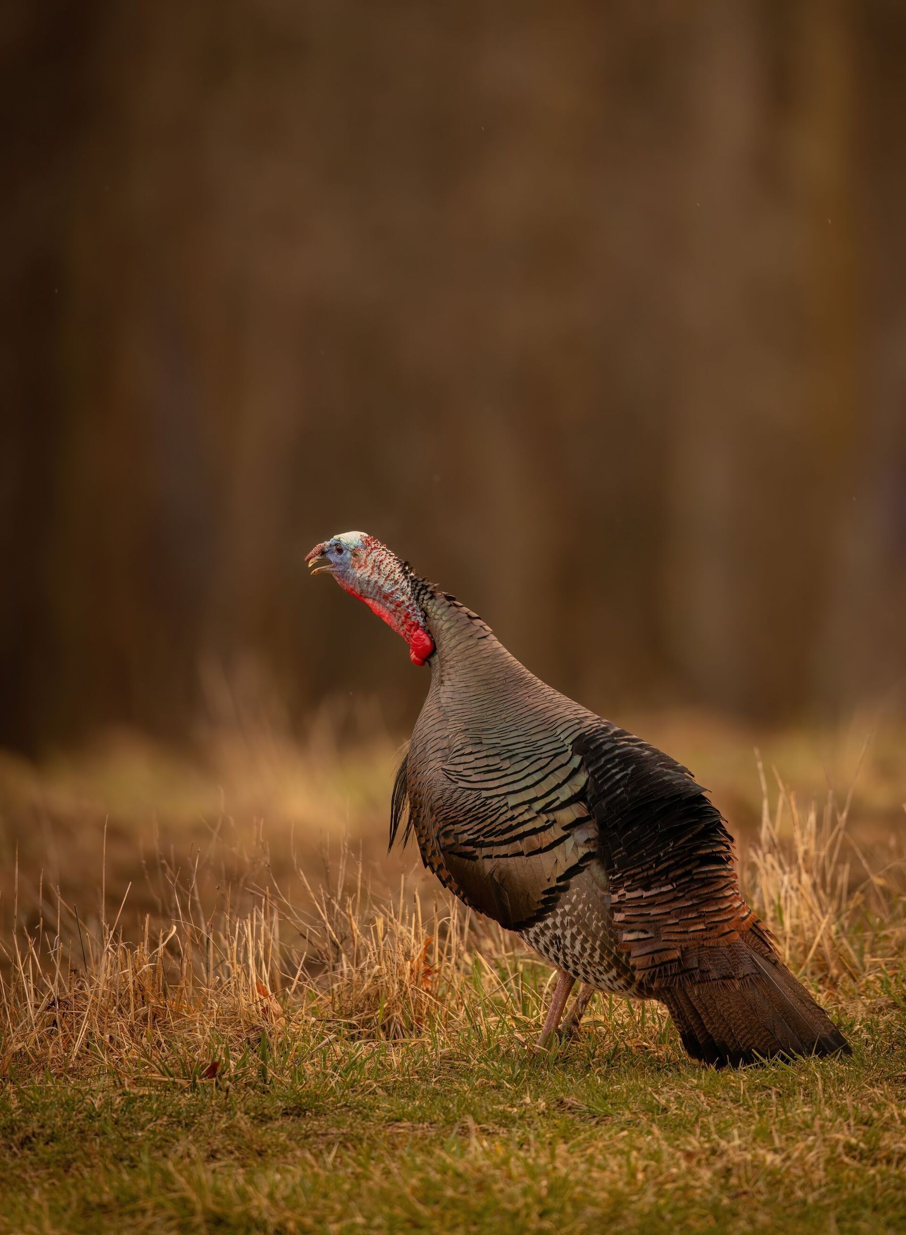 Turkey gobbler in a field.