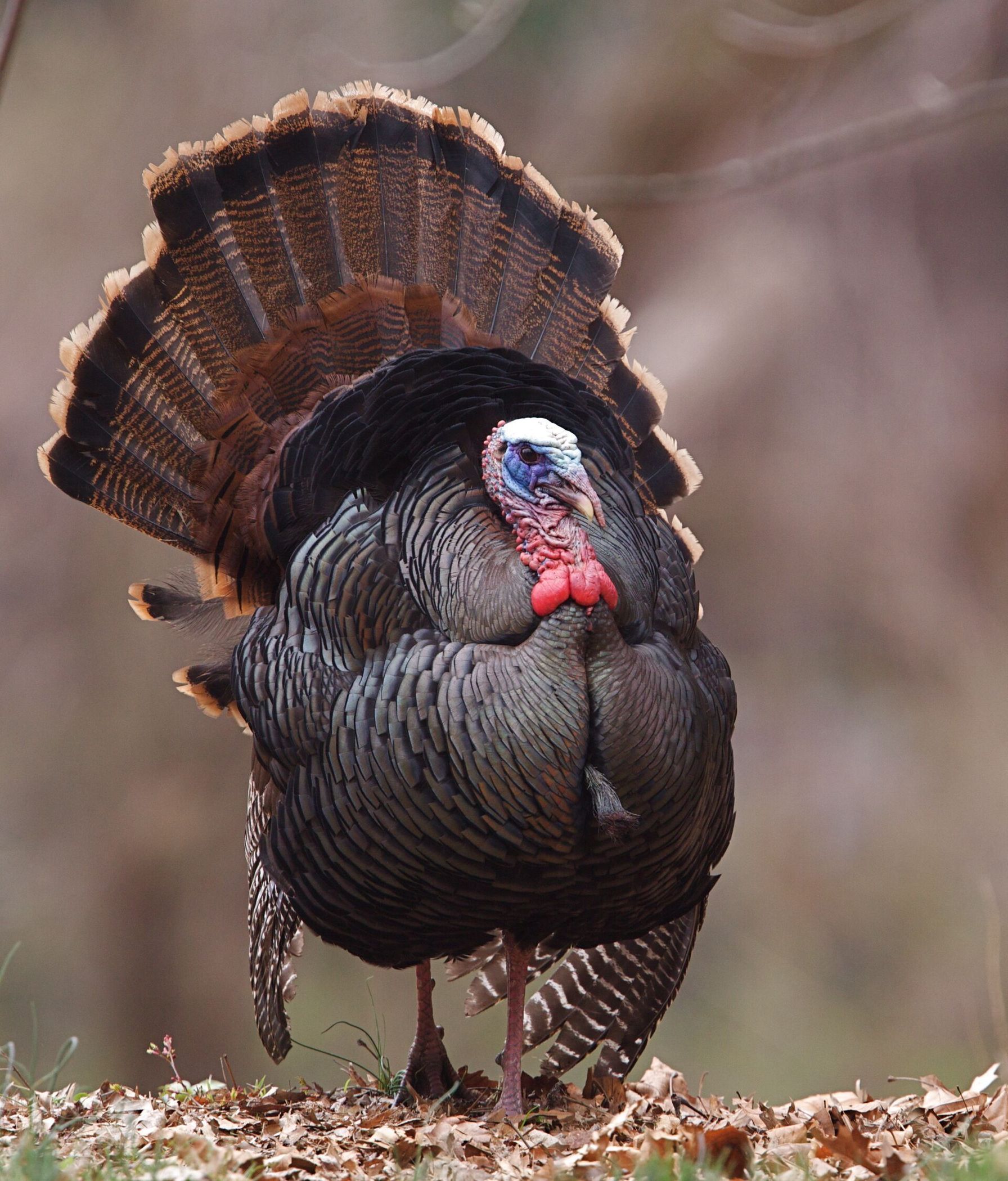 A Rio Grande turkey in the woods.