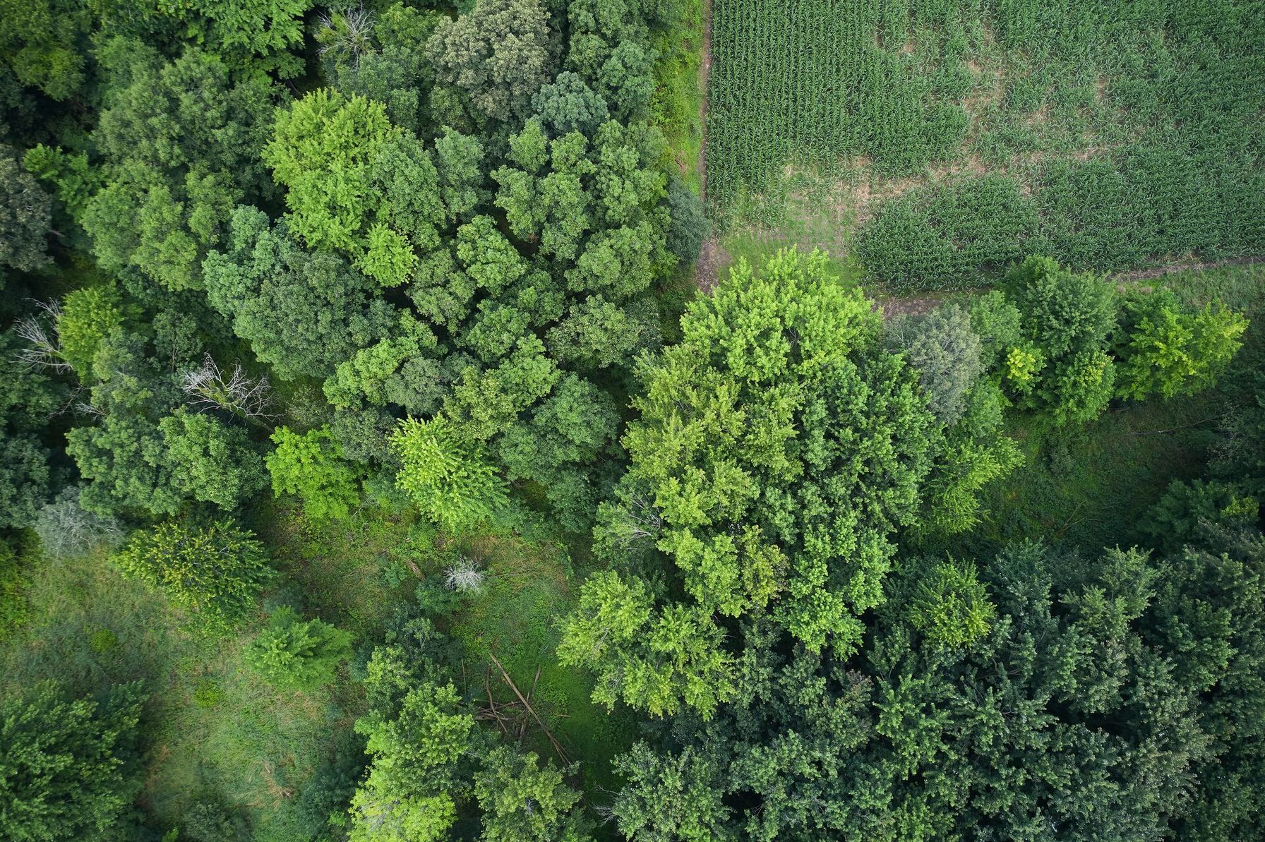 Overhead view of hunting land.