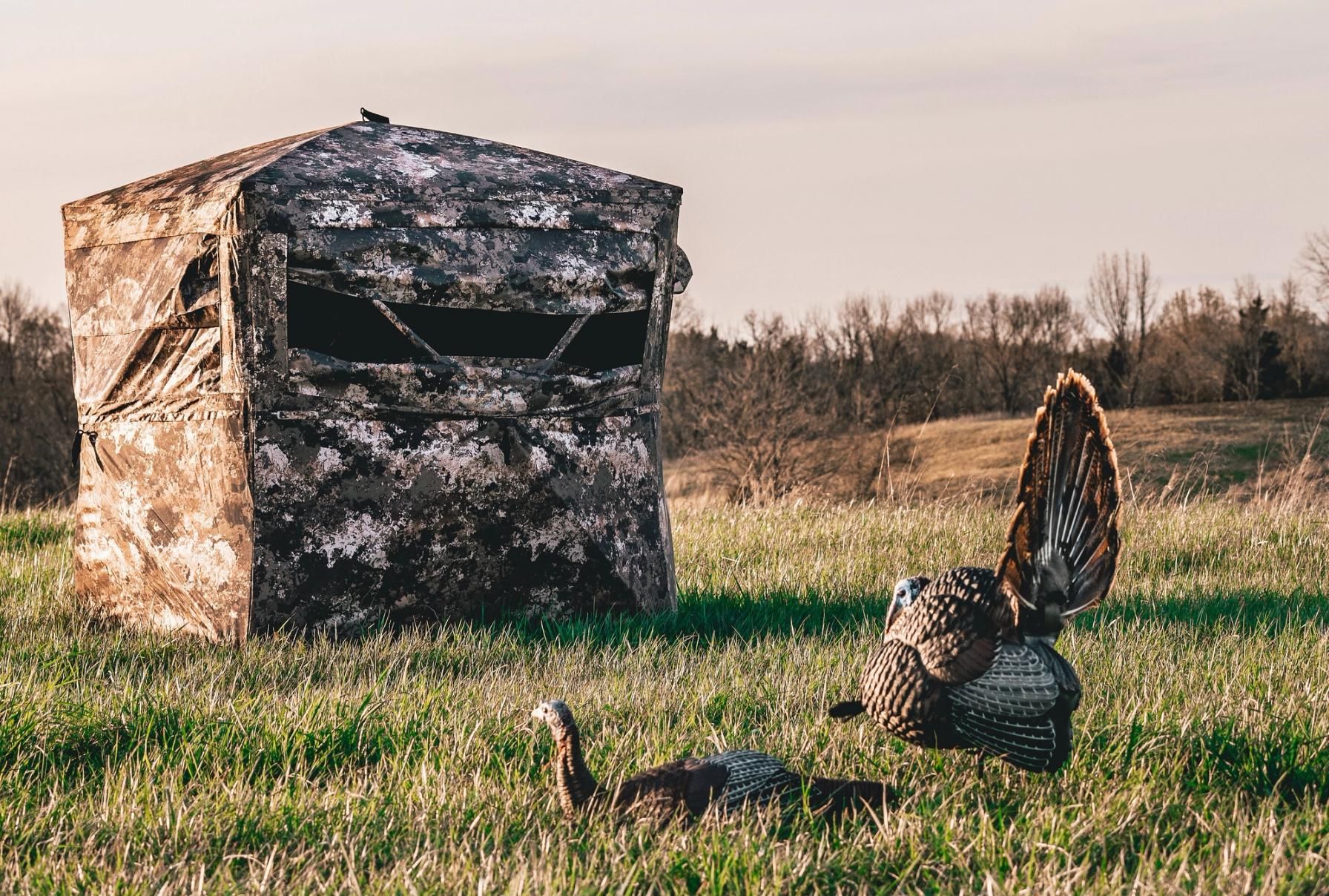 Turkeys near a hunting blind, turkey season in North Carolina concept.