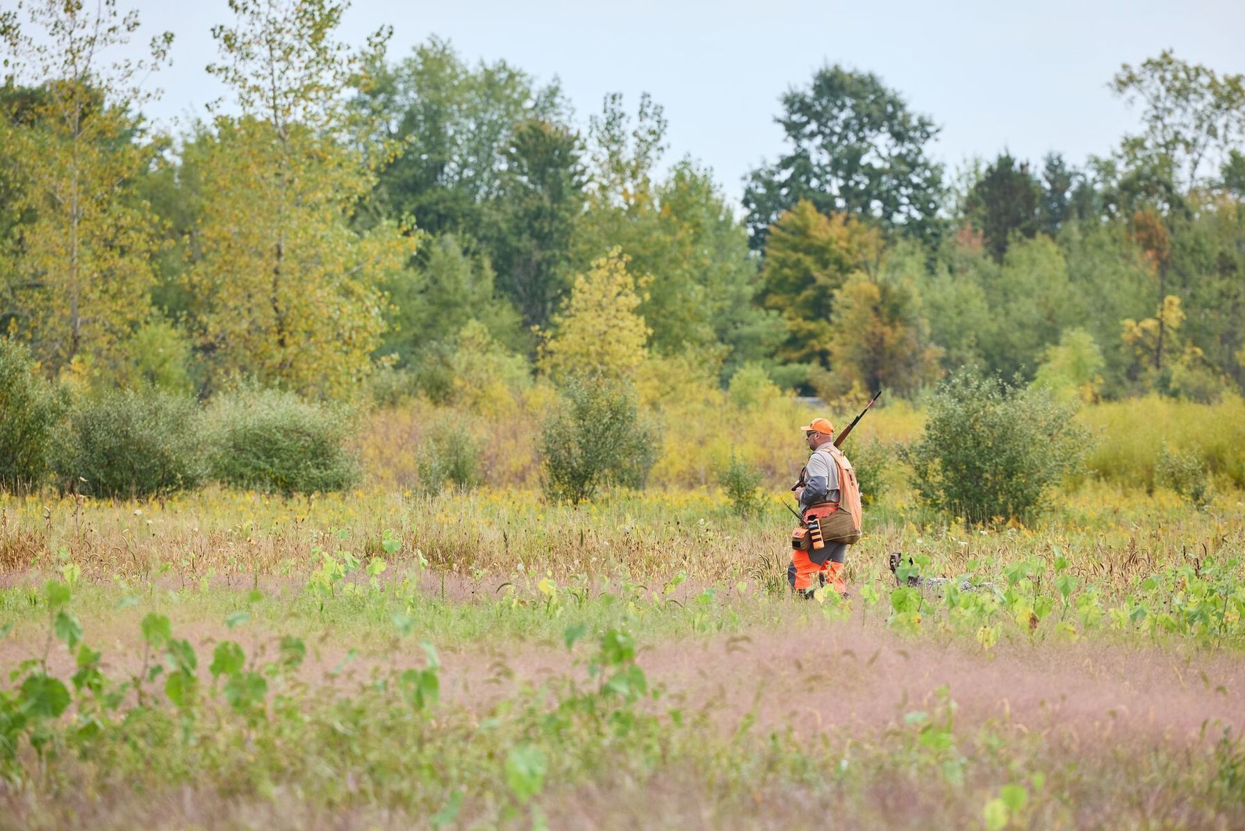 Hunter with shotgun and dog in field, pheasant hunting public land Colorado concept.