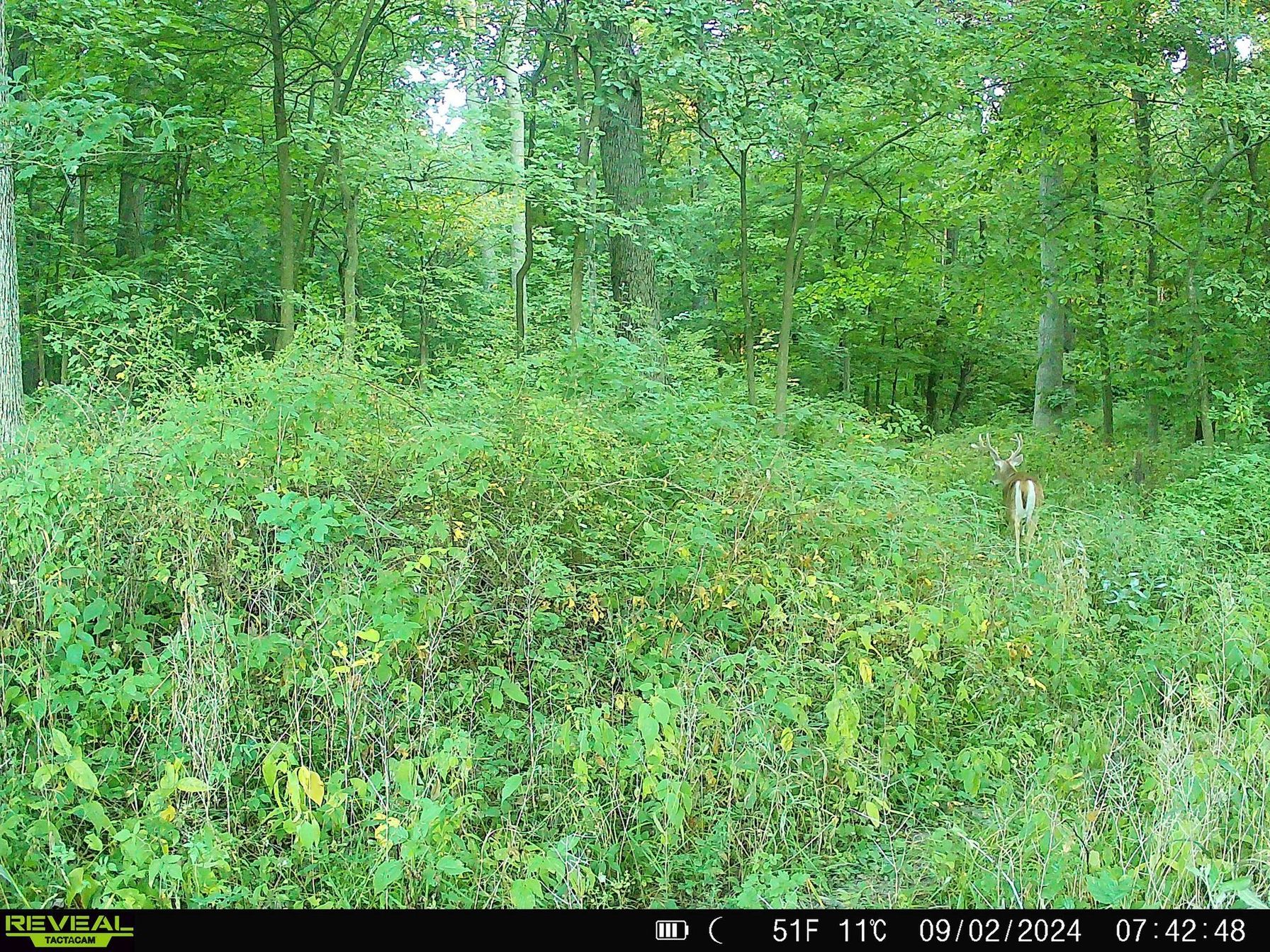 A deer walks by a camera.