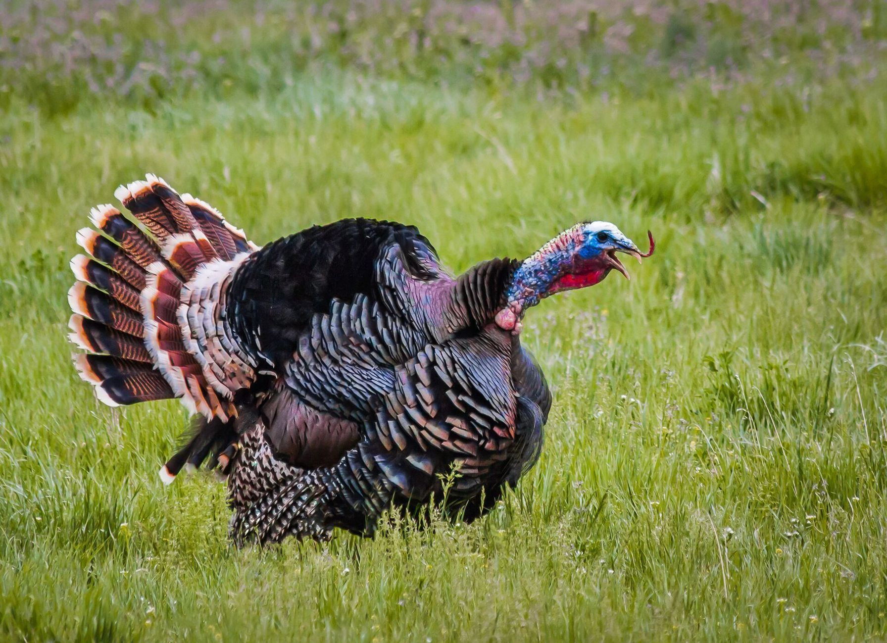 Large turkey gobbles in a field, spring turkey hunting for beginners concept.