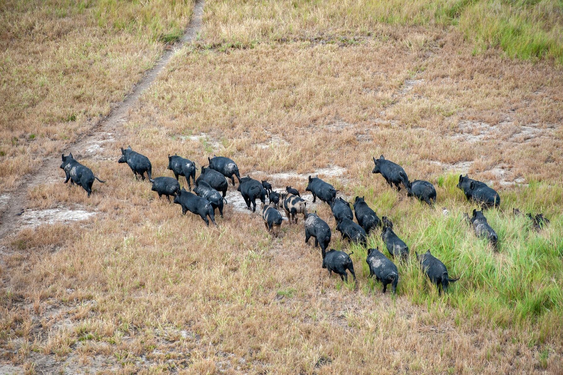 Aerial view of many hogs running in field, hog hunting tips concept.