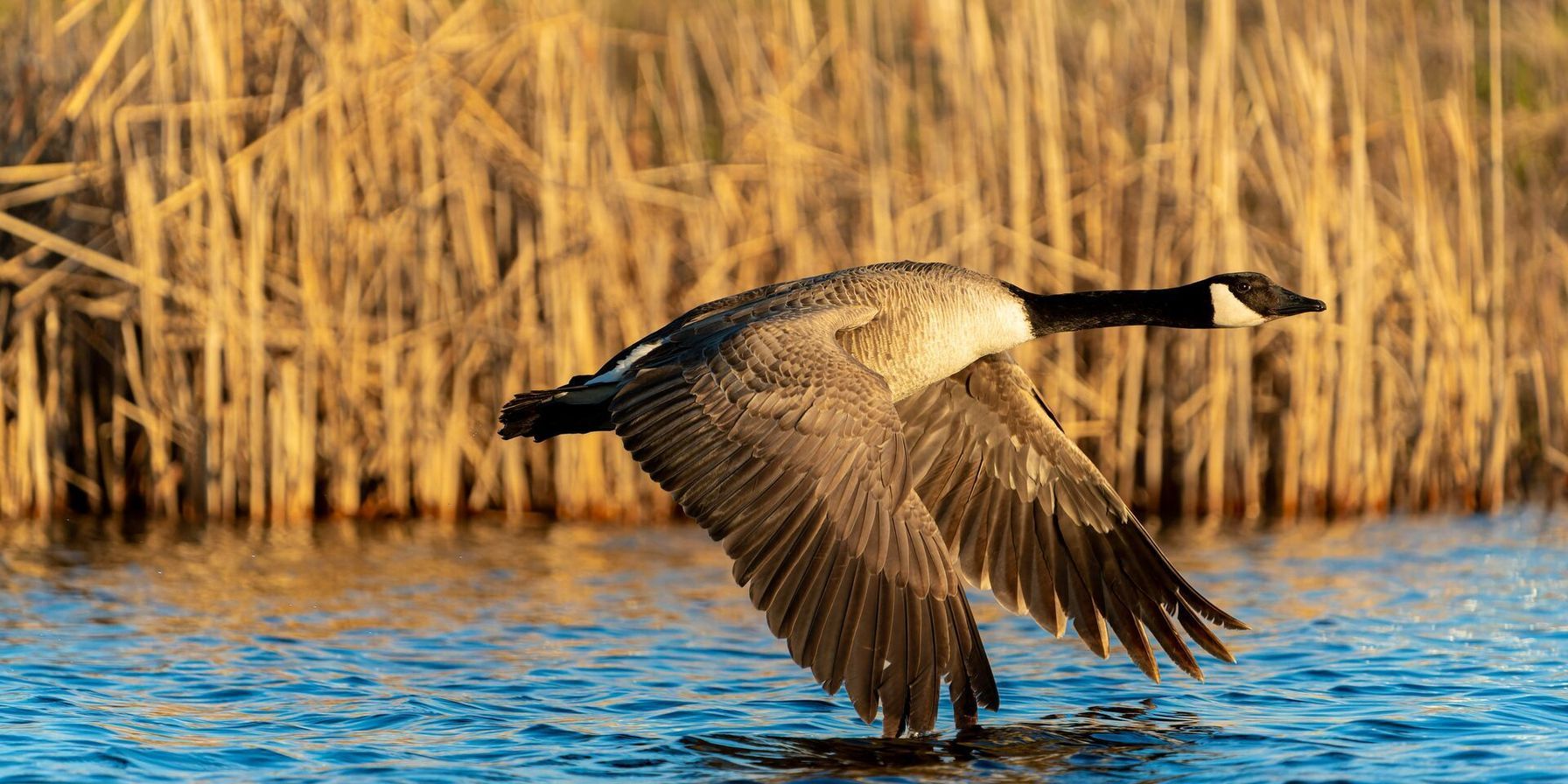 A Canada goose takes flight over water, Delaware goose season concept.
