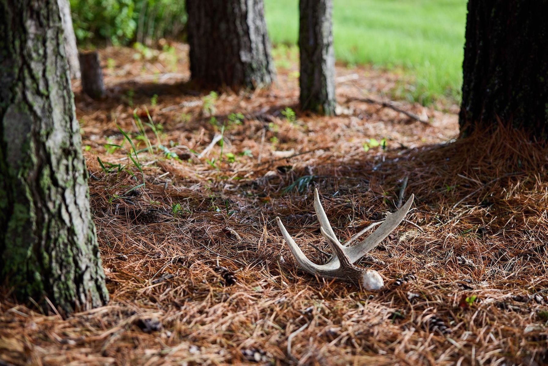Shed antlers on the ground in the woods, learn shed hunting strategies concept.