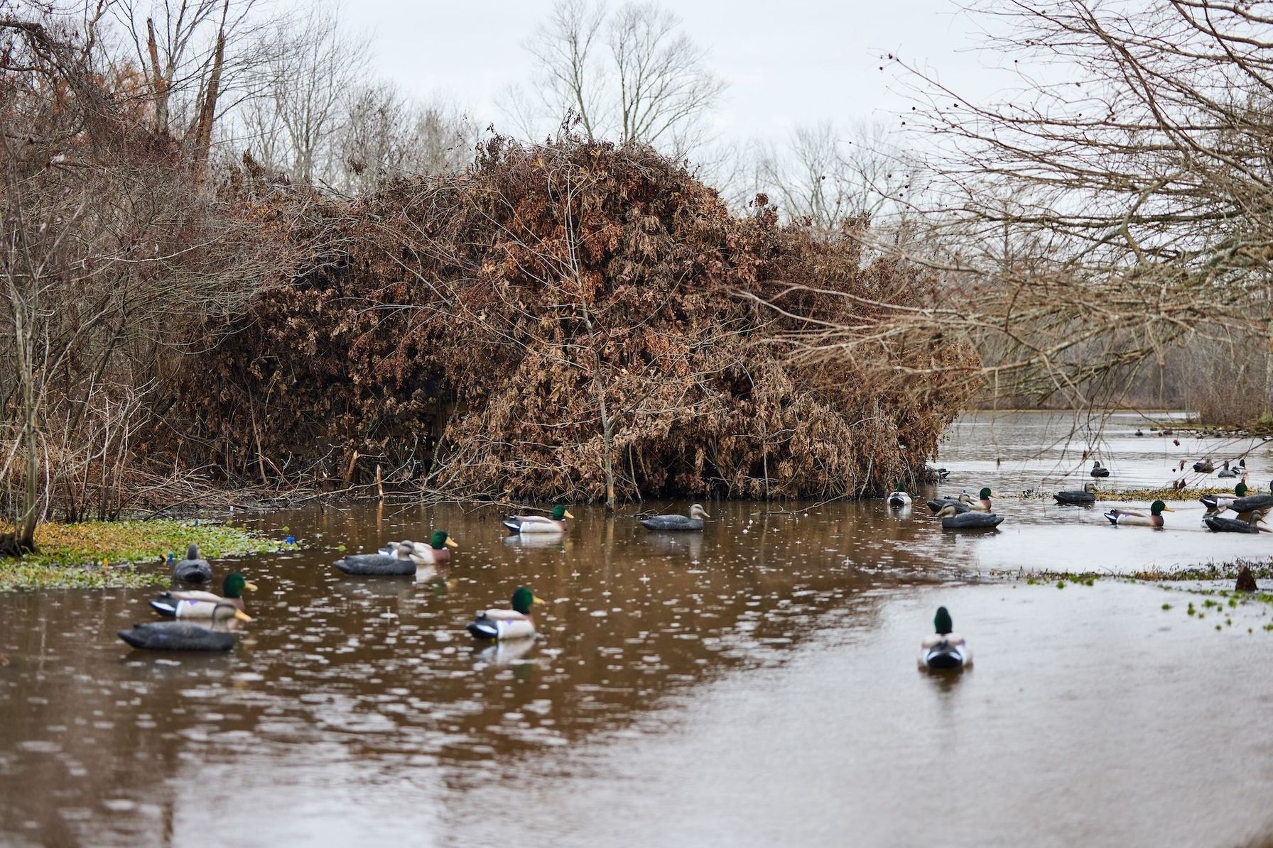 Duck decoys on the water, duck hunting gear list concept.