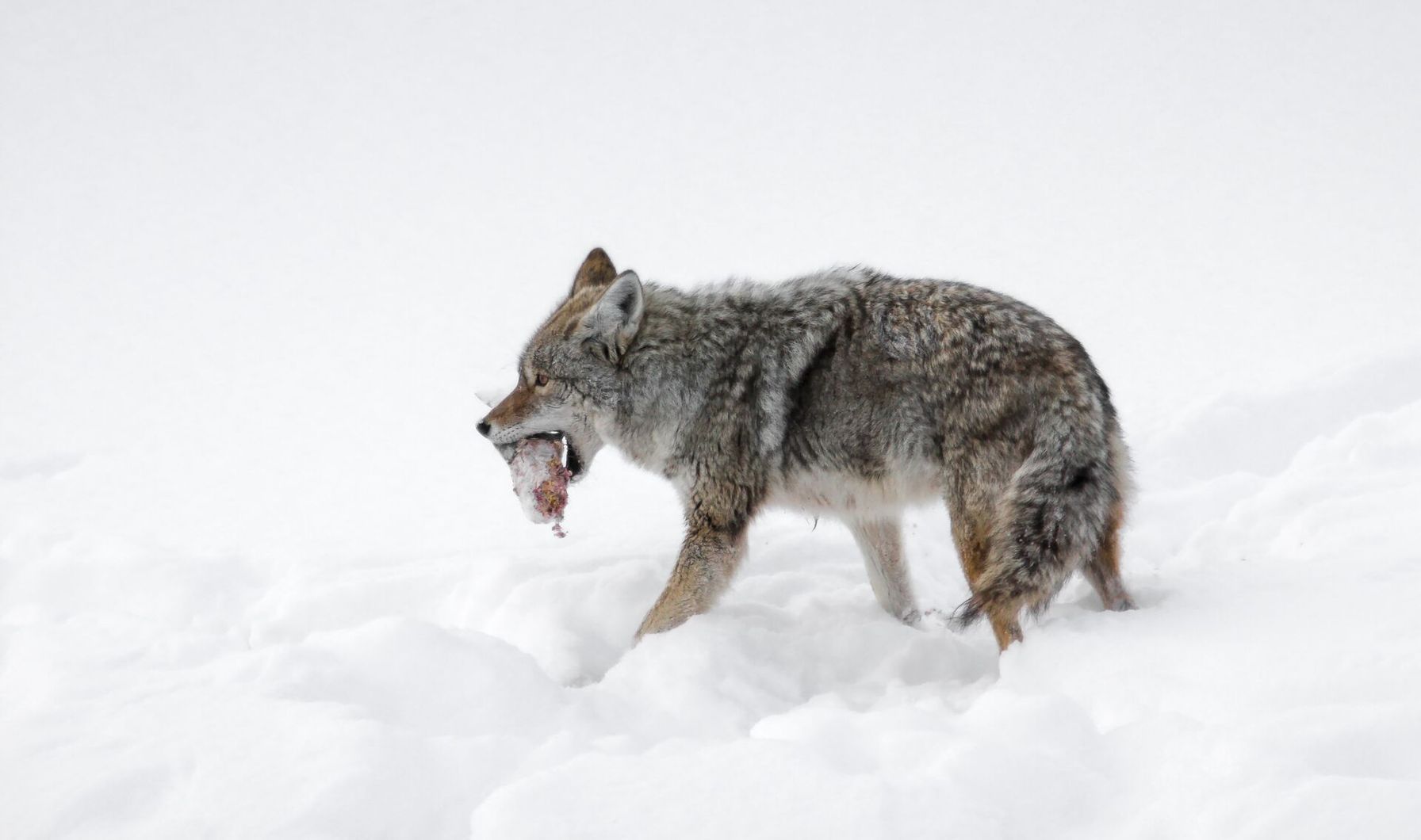 A coyote in the snow with an animal in its mouth, coyote vs wolf concept.