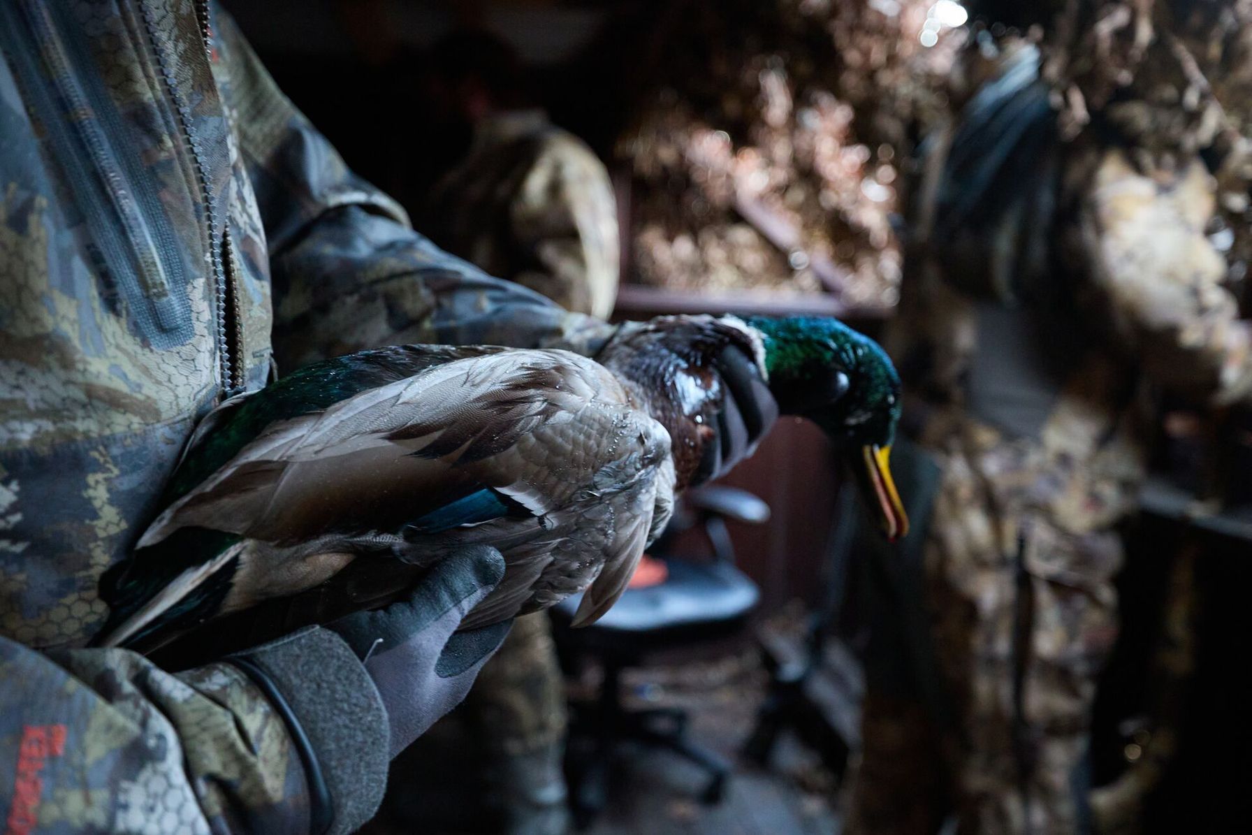 Close-up of hunter holding a duck, Texas waterfowl hunting land concept.
