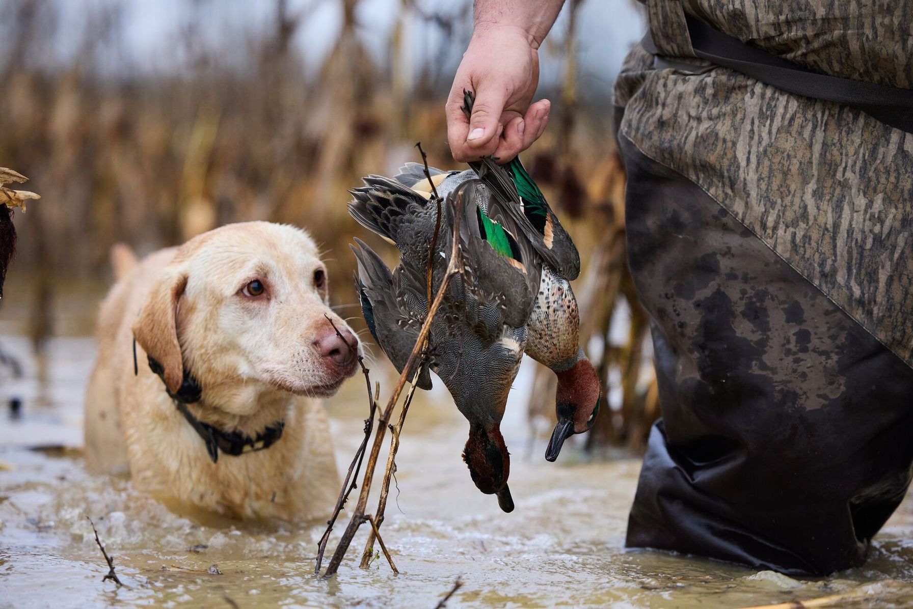 Dog looks at duck in hunter's hand, Illinois waterfowl hunting land concept. 