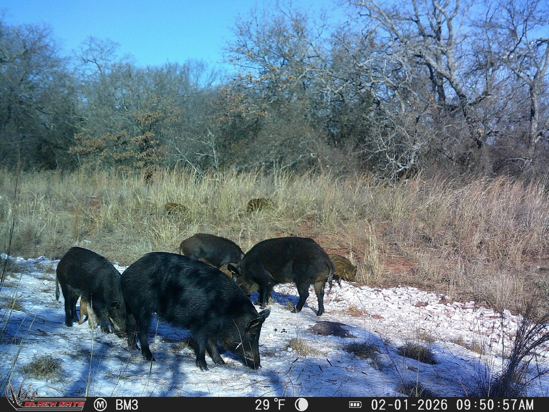 Hogs on a trail camera image, public land hog hunting concept.