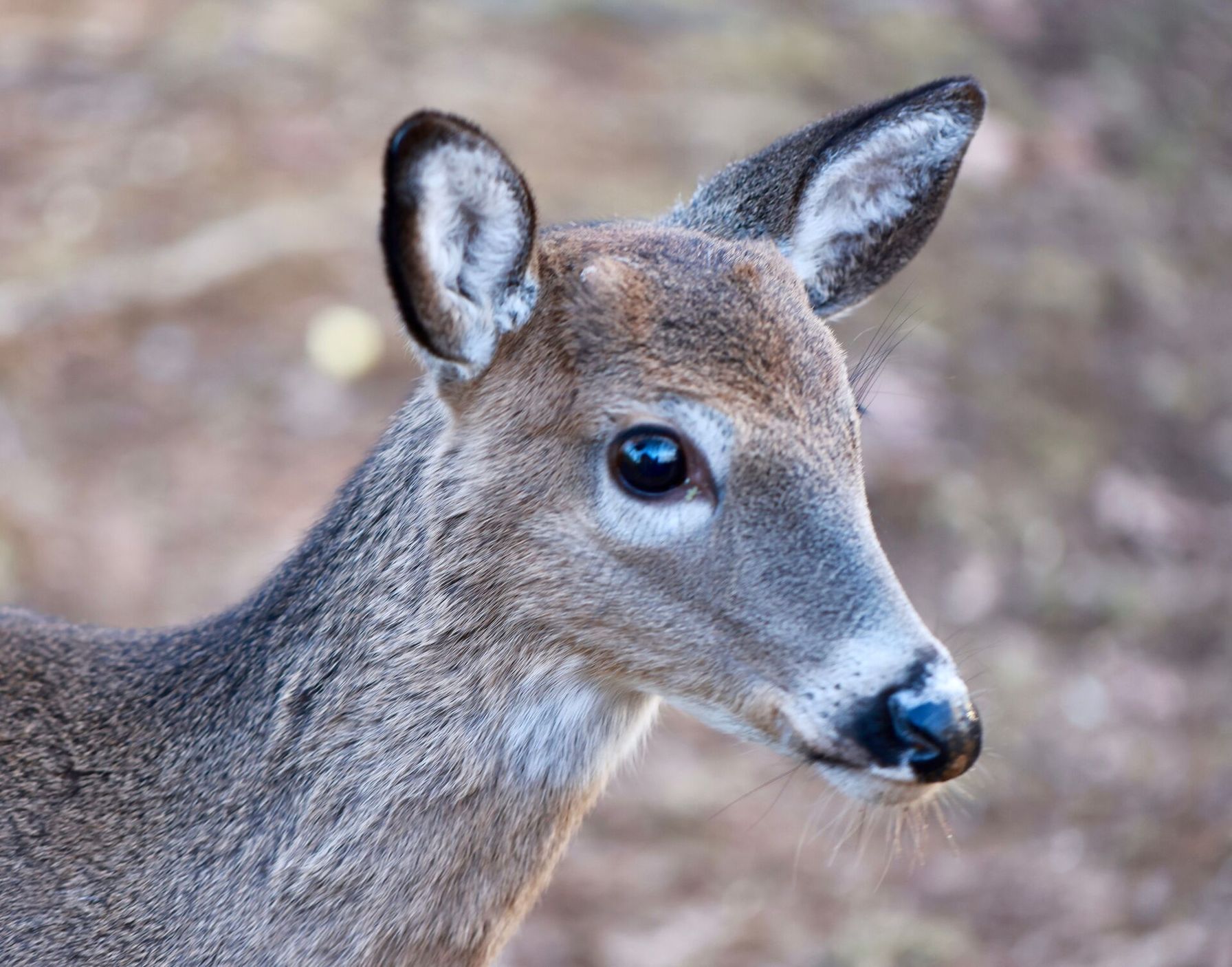 Close-up of a button buck
