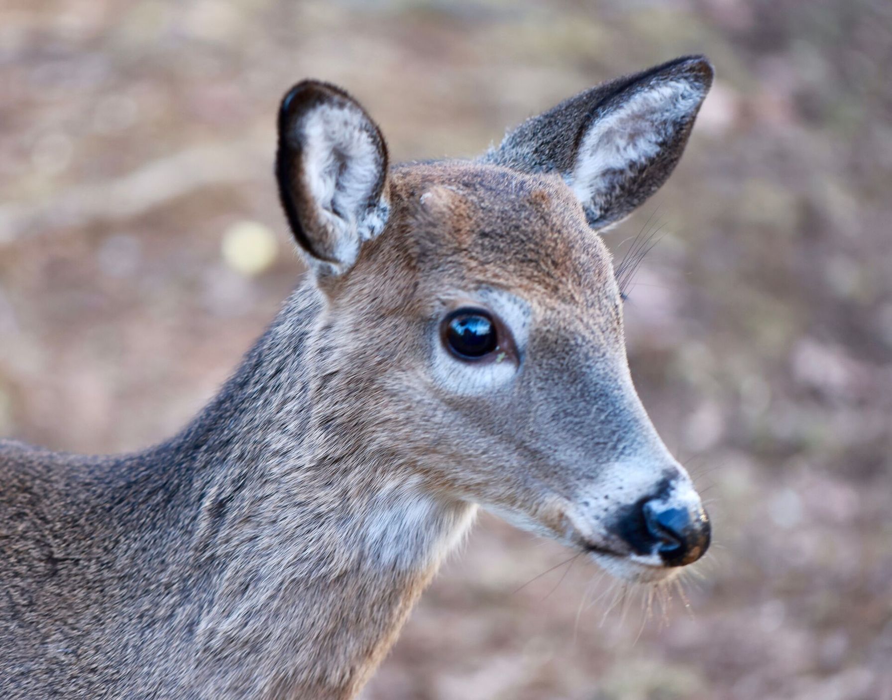 Close-up of a button buck