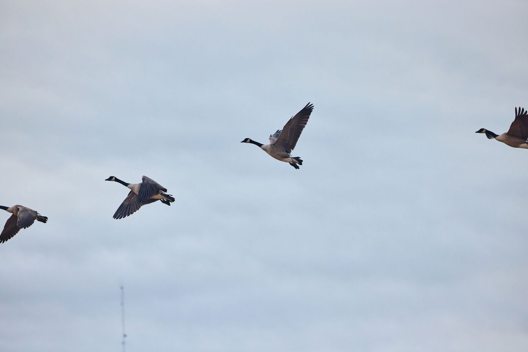 Geese in flight, North Dakota hunting seasons concept.