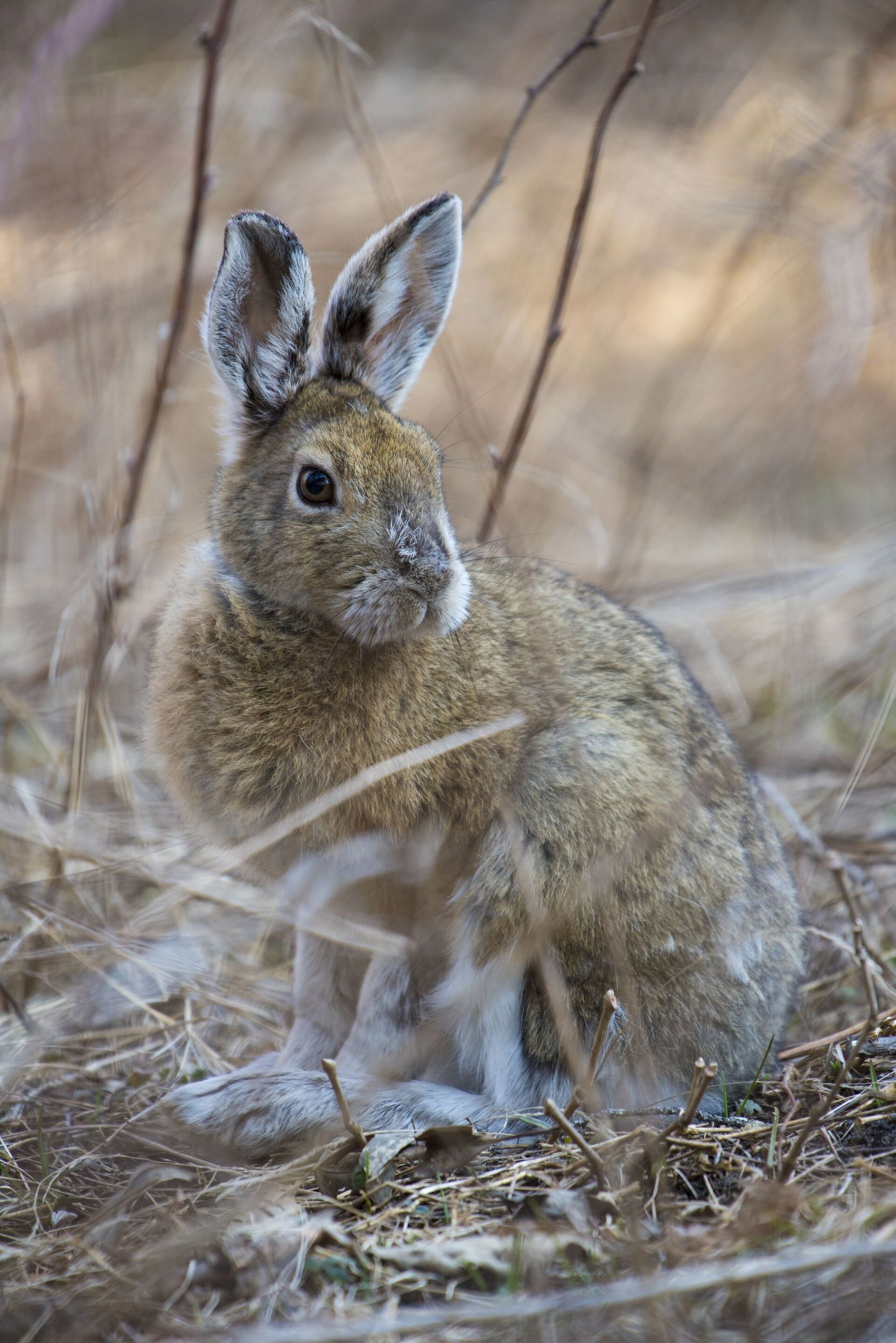 Rabbit hides in the brush, how to hunt rabbits concept.