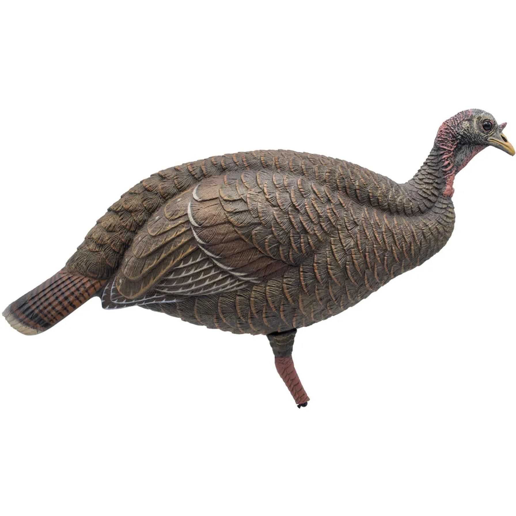 FGBLOG FA Live Breeder Hen.webp