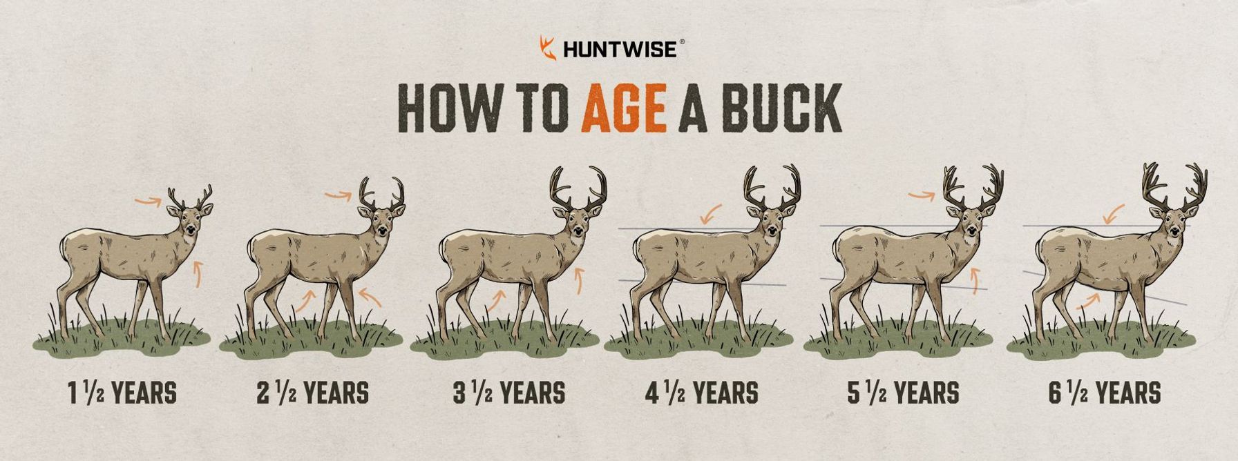 Infographic showing images of bucks at different ages, how to age a buck concept.