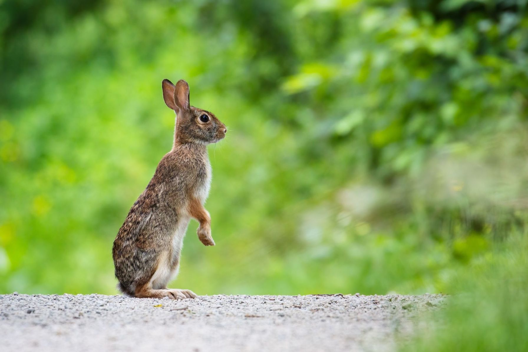 Rabbit standing tall while on the ground, when is rabbit hunting season concept.