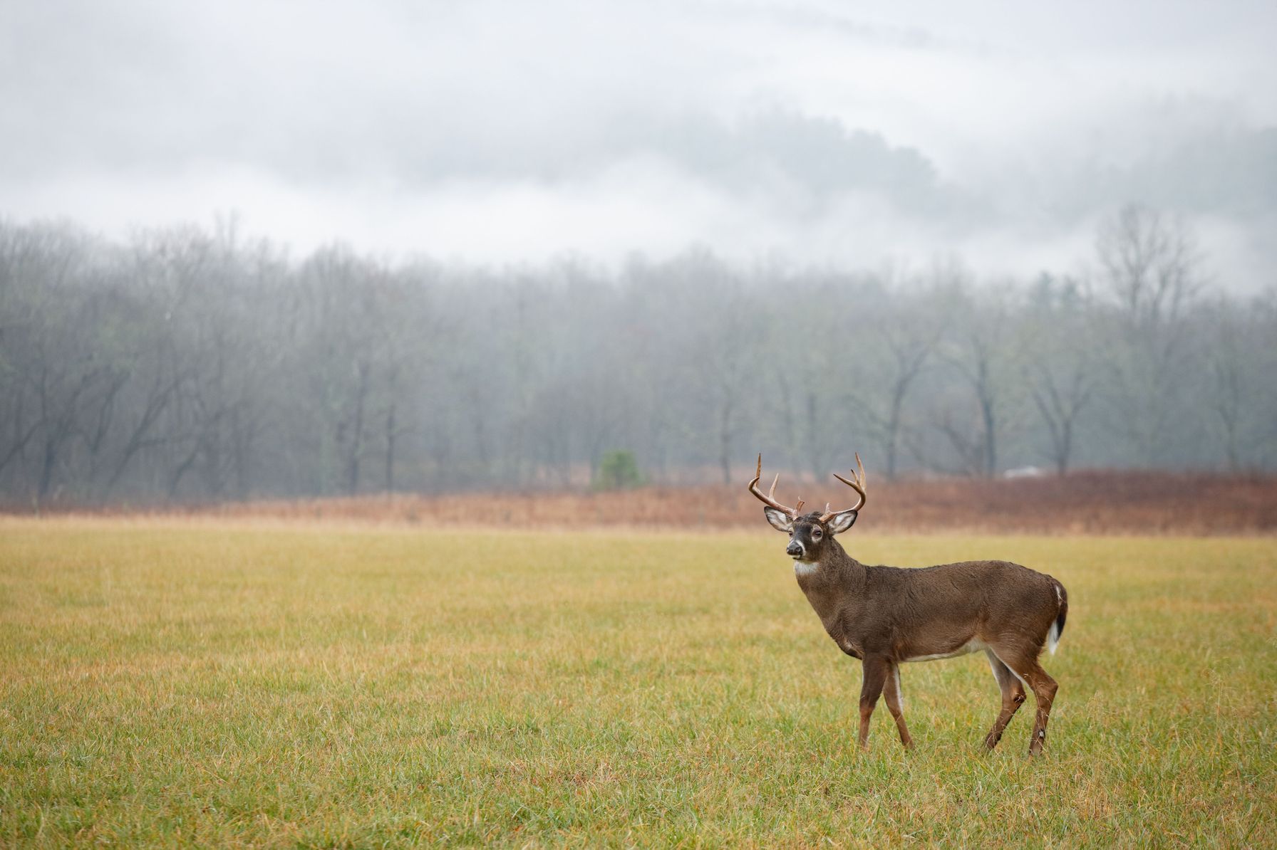 A whitetail buck in a field, NC deer season concept.
