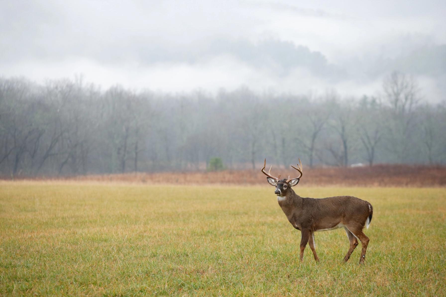 A whitetail buck in a field, NC deer season concept.