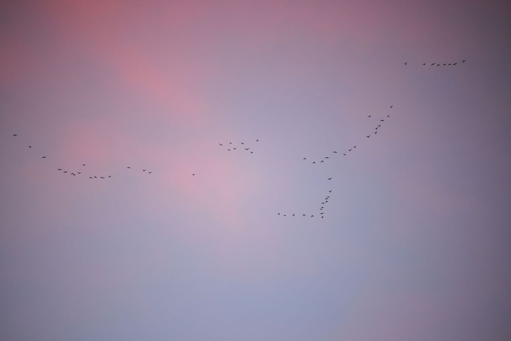 Many ducks flying in the distance, how high can a duck fly concept.