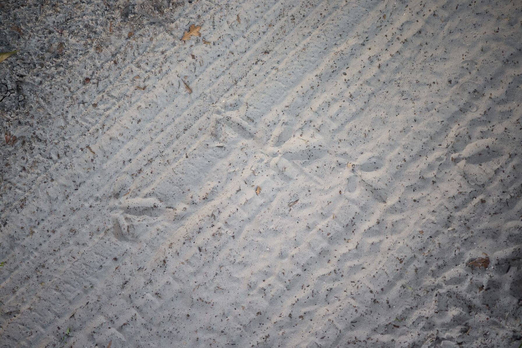 Turkey tracks in the sand, scouting DIY turkey hunts concept.