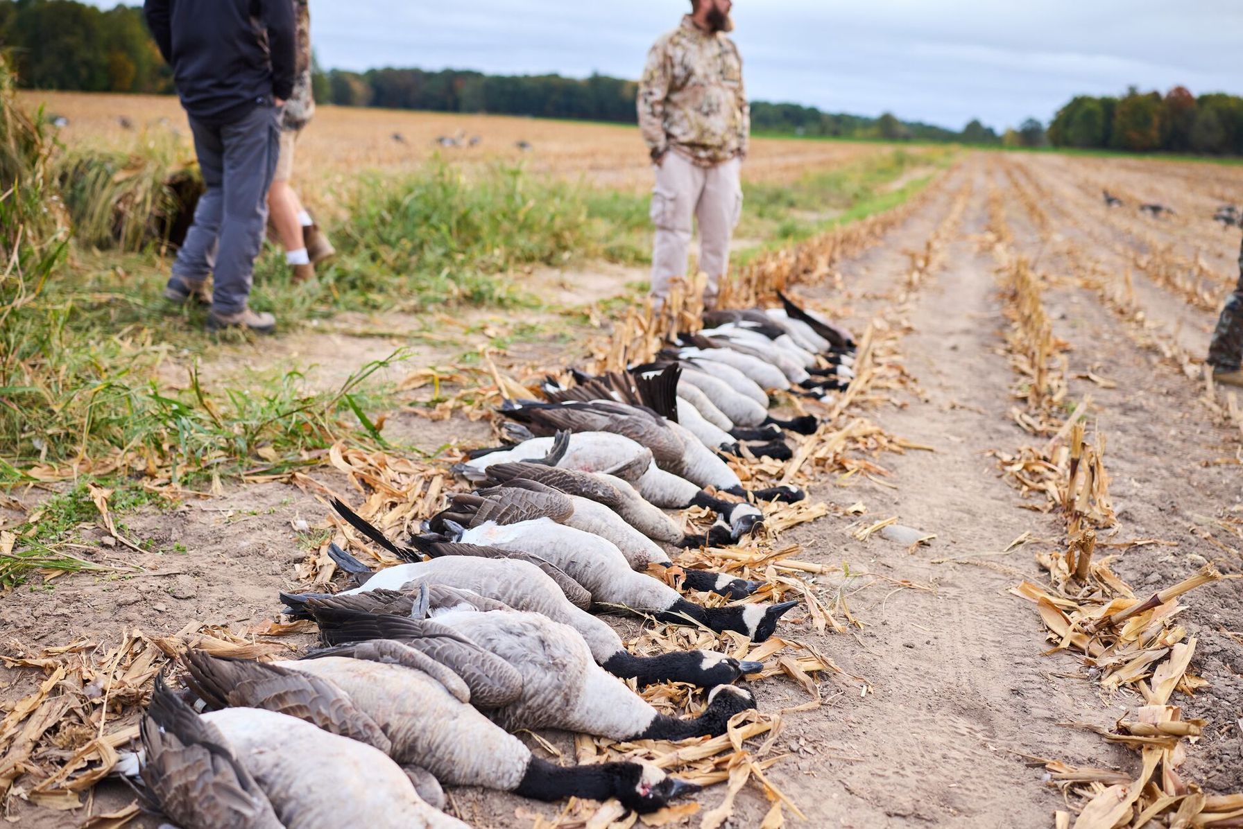 Hunters near row of geese on the ground after hunt, public waterfowl hunting land concept.