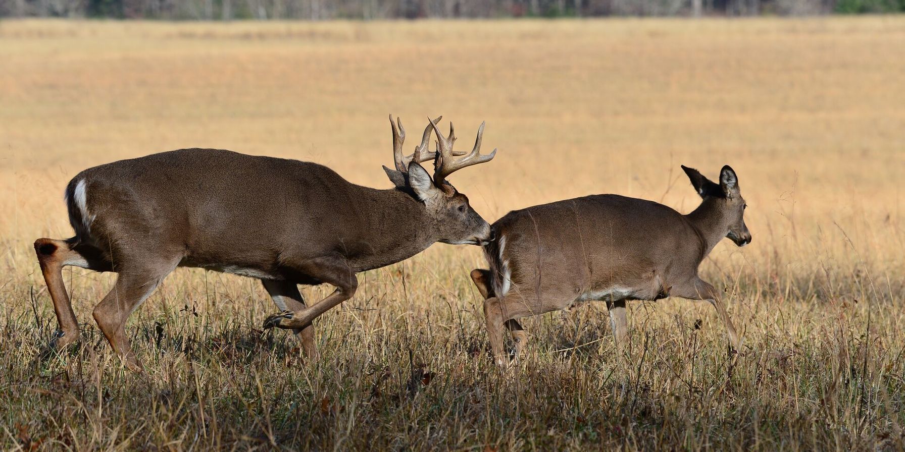A buck deer chases a doe, understanding deer bleats concept.