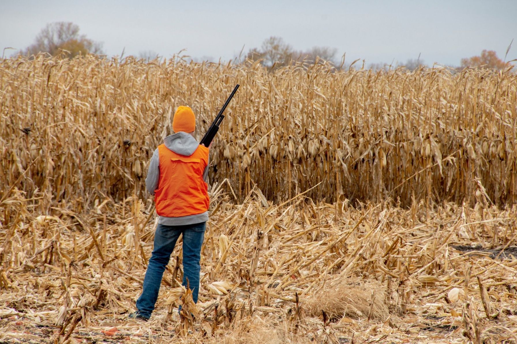 Hunter in blaze orange with shotgun at edge of field, how to call quail concept.