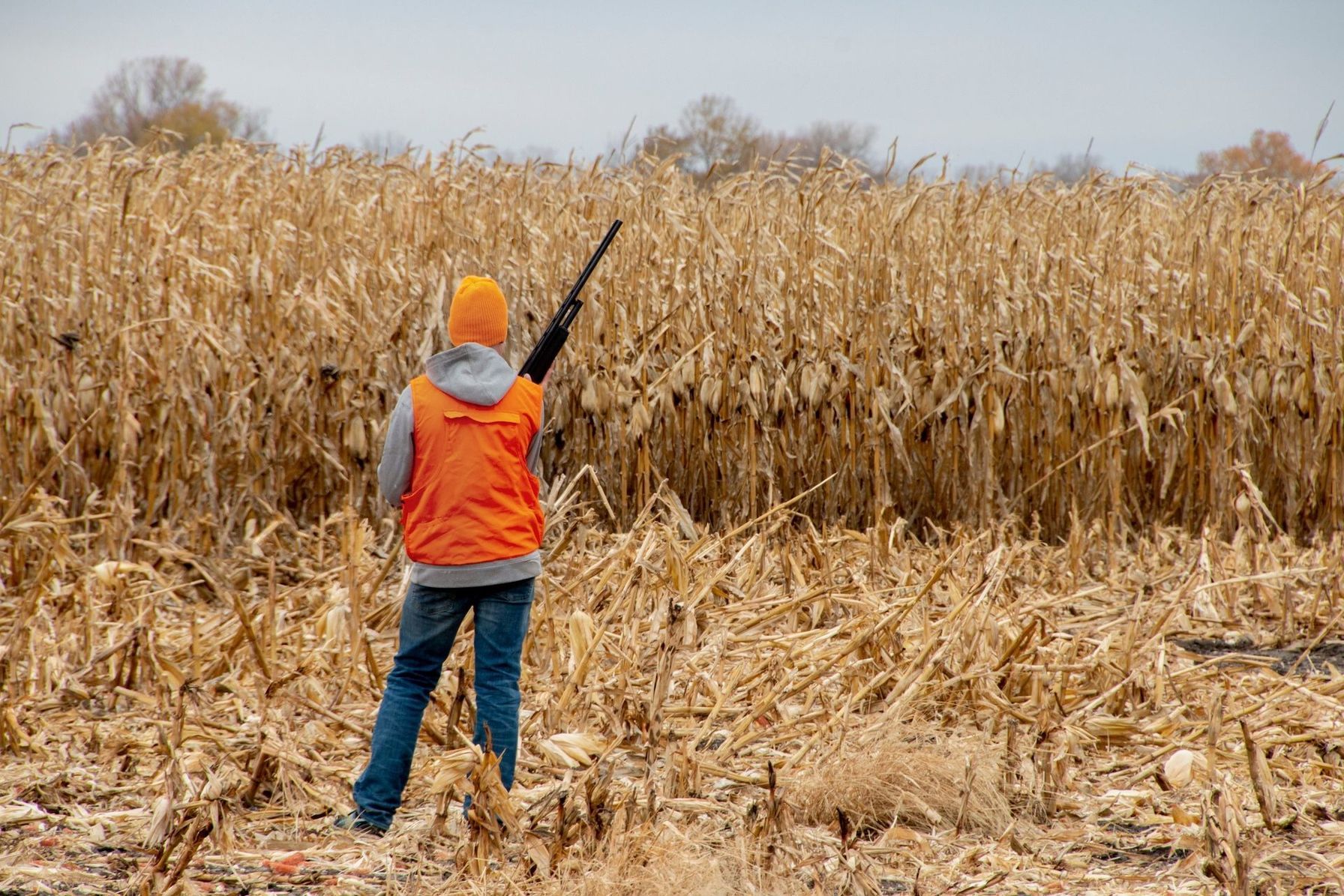 Hunter in blaze orange with shotgun at edge of field, how to call quail concept.