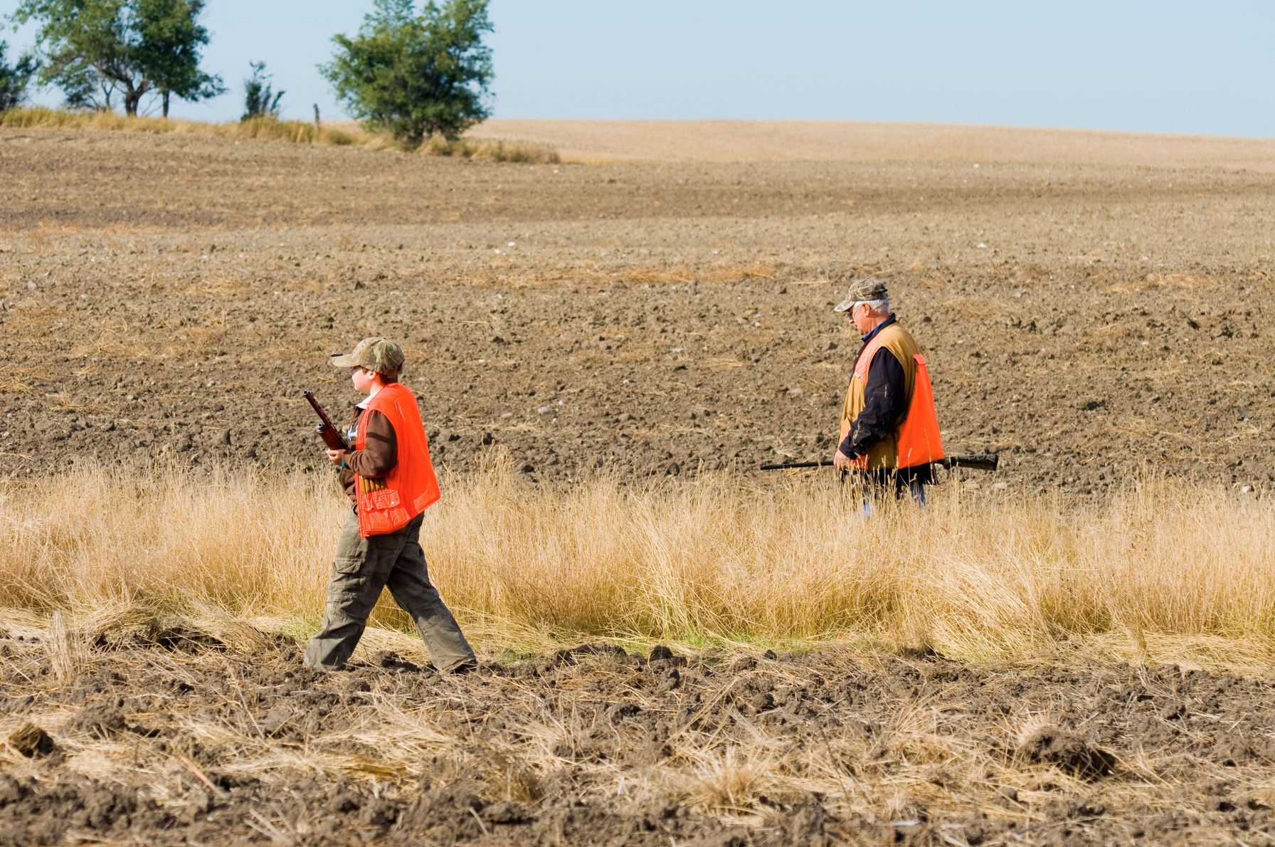Two hunters in blaze orange walk field, upland hunting season concept.