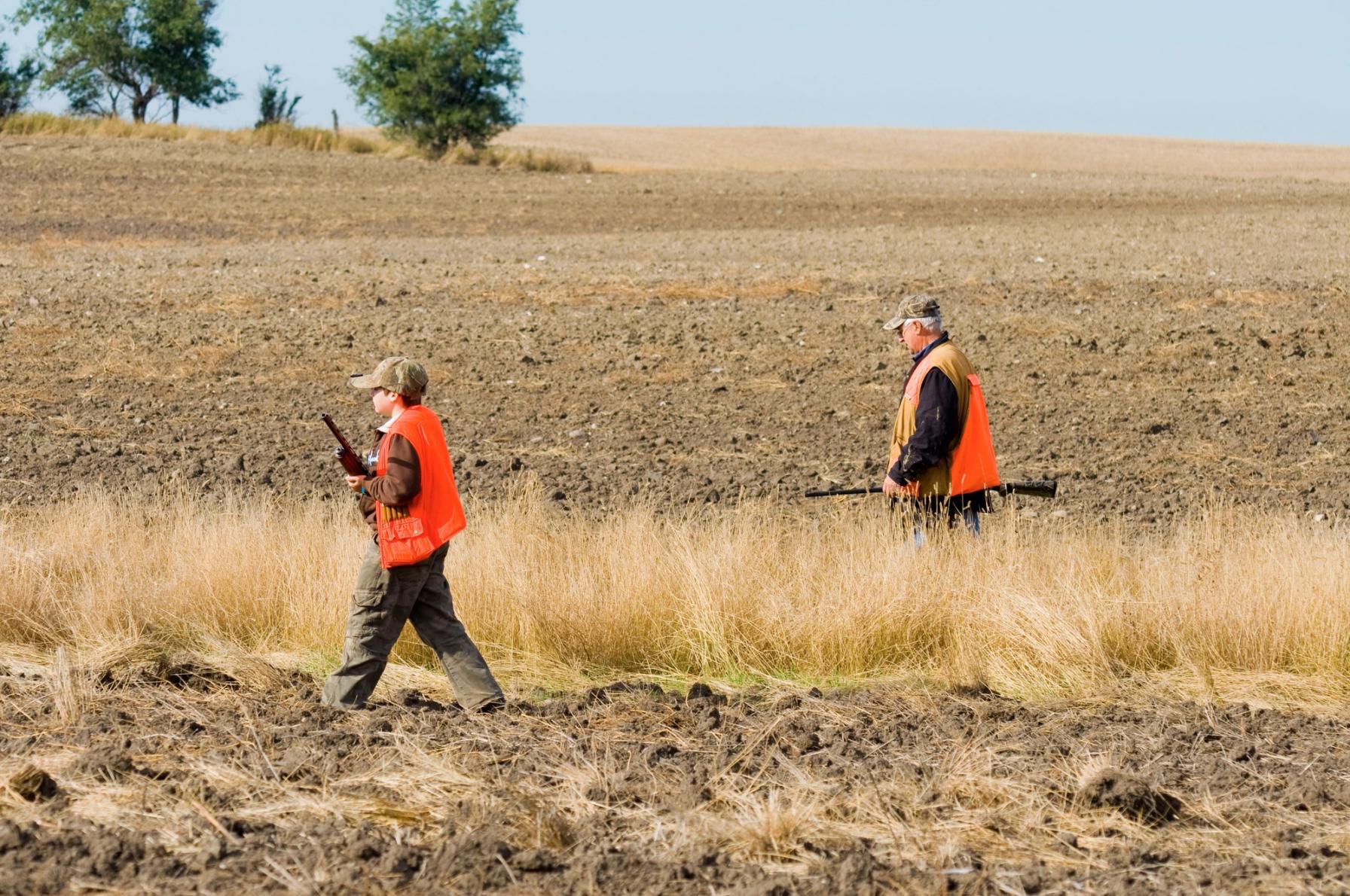 Man and boy in blaze orange walk field, how to flush quail concept.