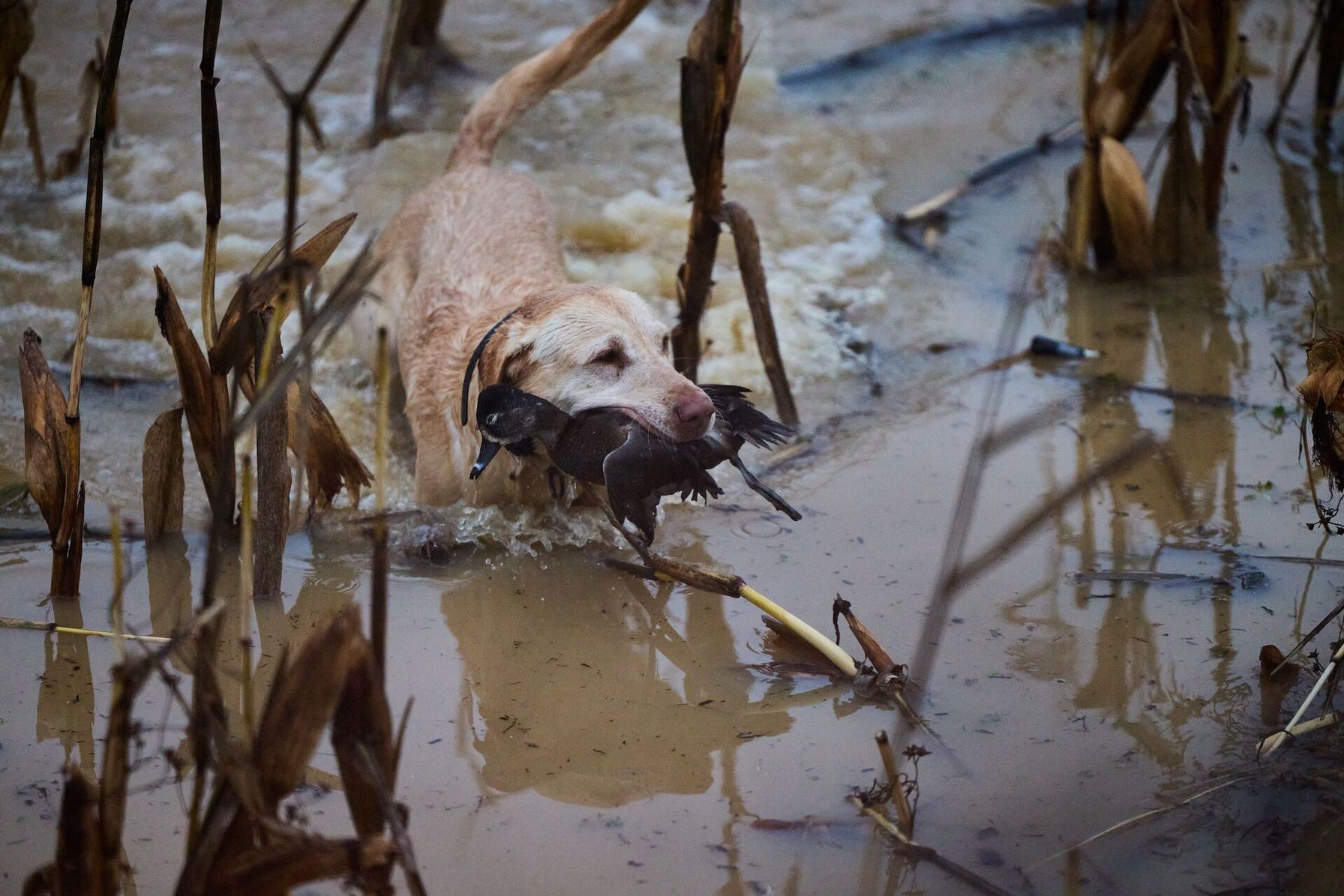 Dog in the water retrieving a duck, know how long can ducks fly concept.