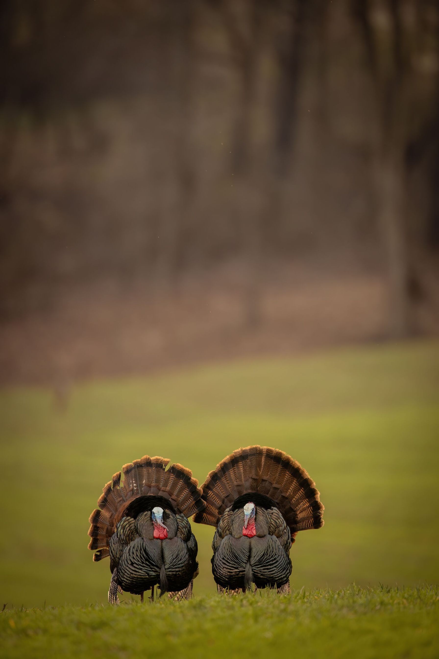Two turkeys side by side in a field, turkey season South Carolina concept.