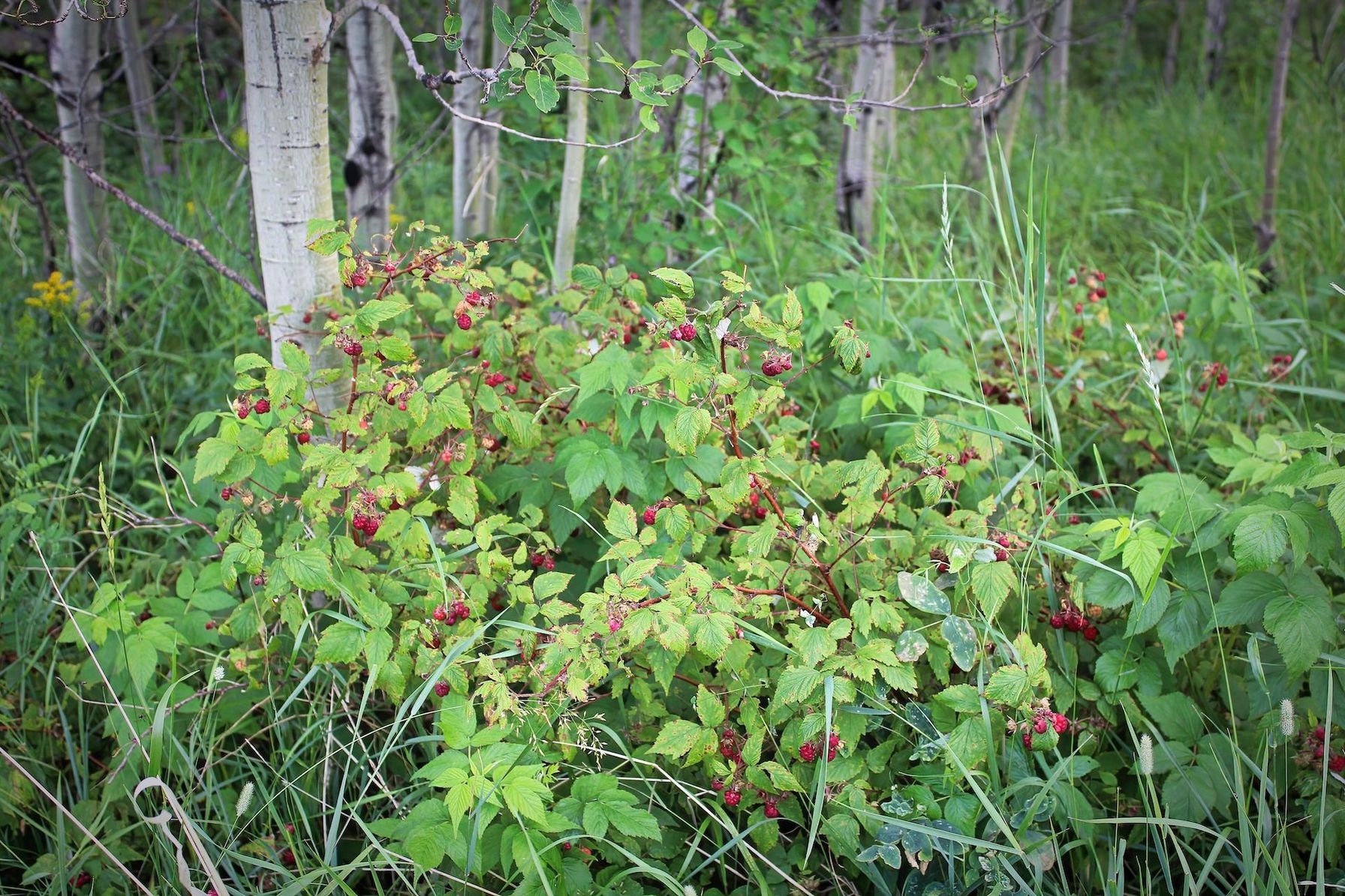 Wild berries on a bush in the woods.