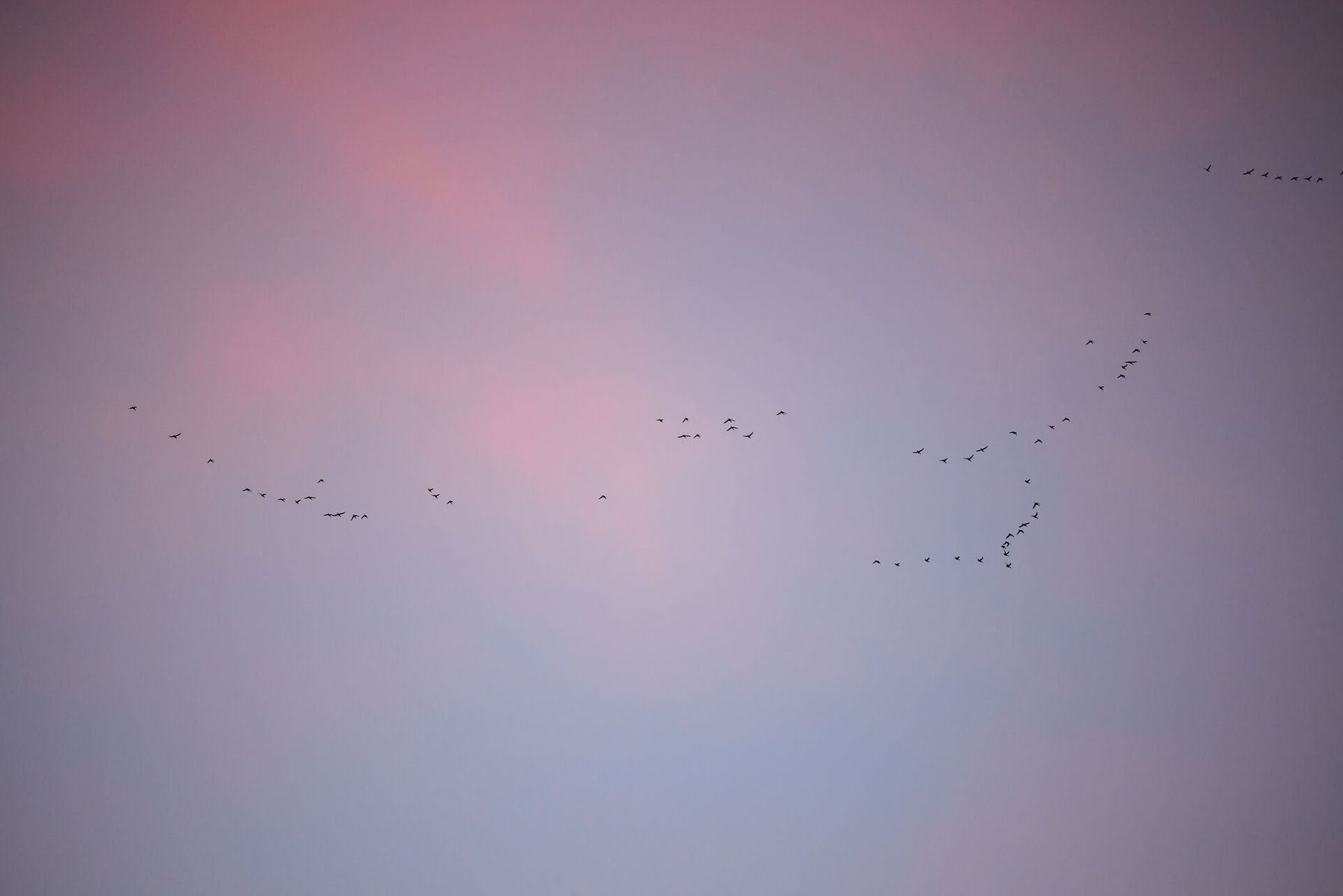 Ducks flying overhead, how to attract ducks to your pond for hunting concept.