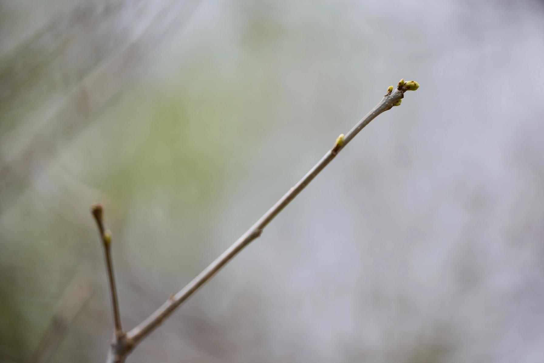 Close-up of buds on tree in spring, best time to hinge cut trees concept.