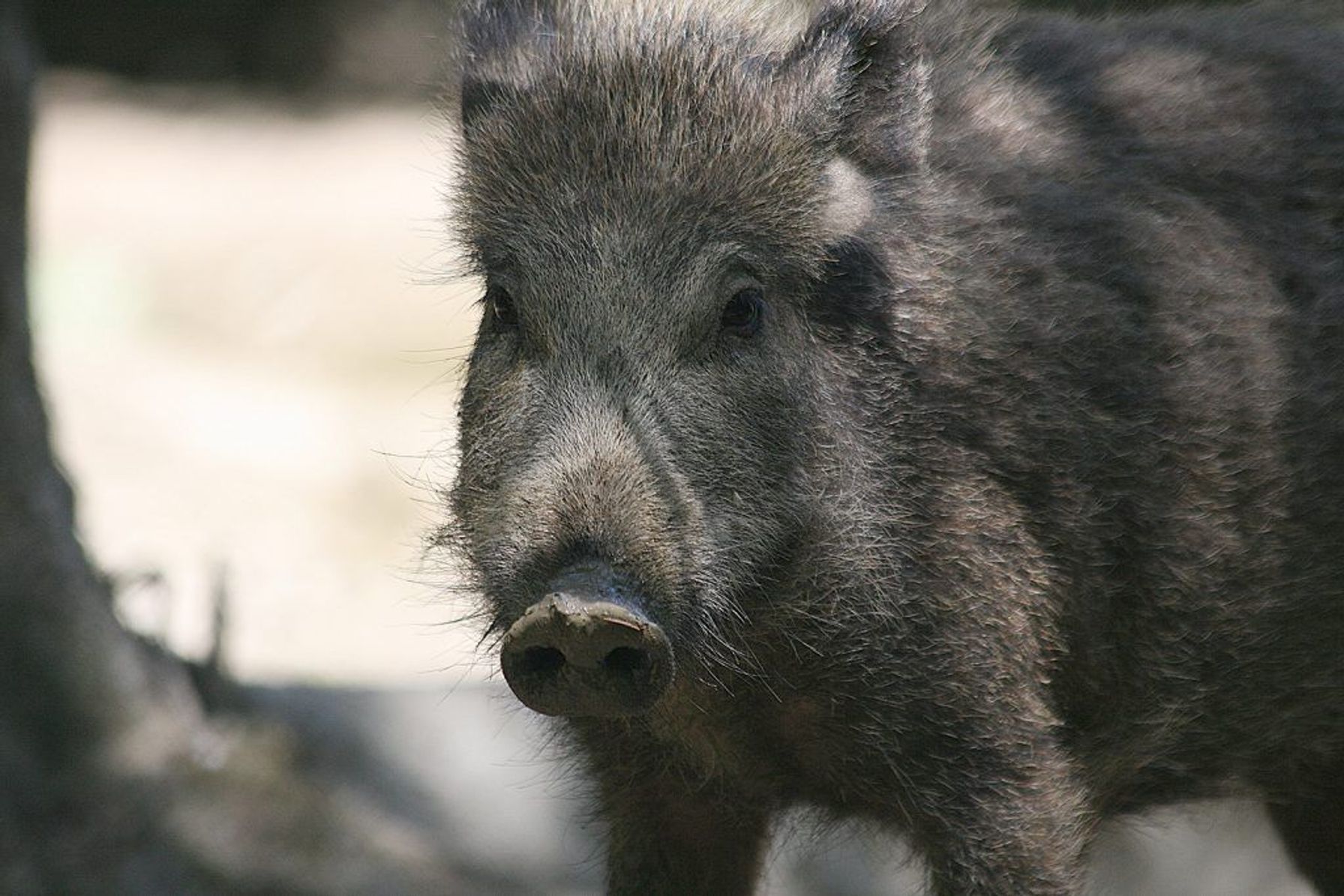 Close up of a wild pig, wild hog hunting concept.