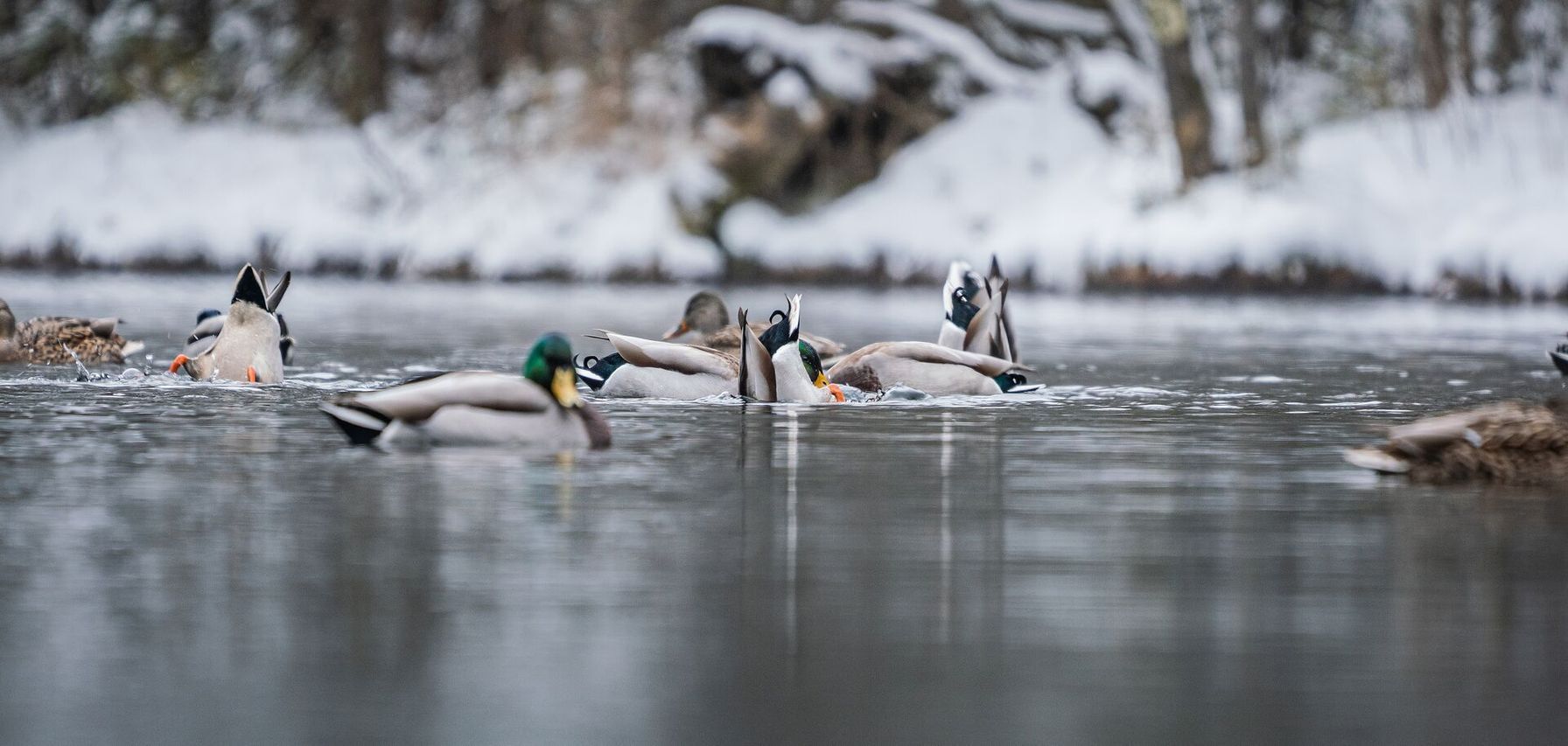 Duck bobbing in water, how high can ducks fly concept.