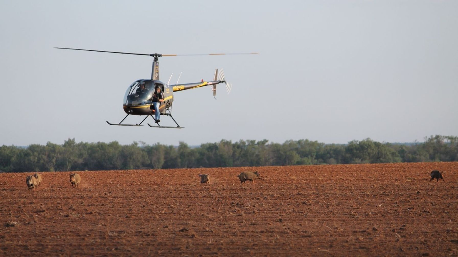 Hunters in helicopter hunting wild hogs, wild boar hunting methods concept.