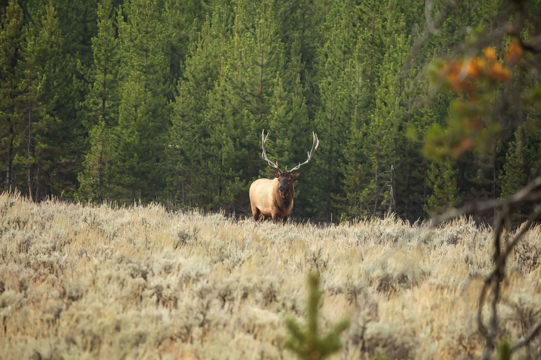 Bull elk in the distance, understand what is an elk bugle concept.
