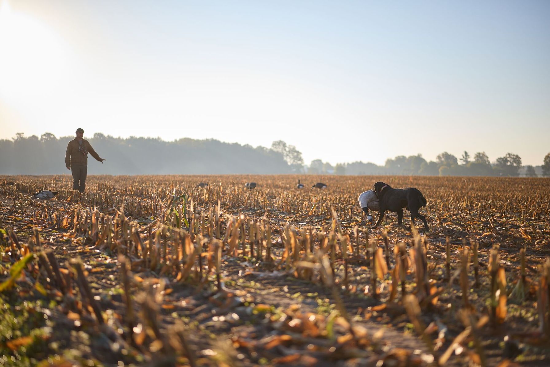Dog bring goose to hunter in field, Oklahoma waterfowl hunting land concept. 
